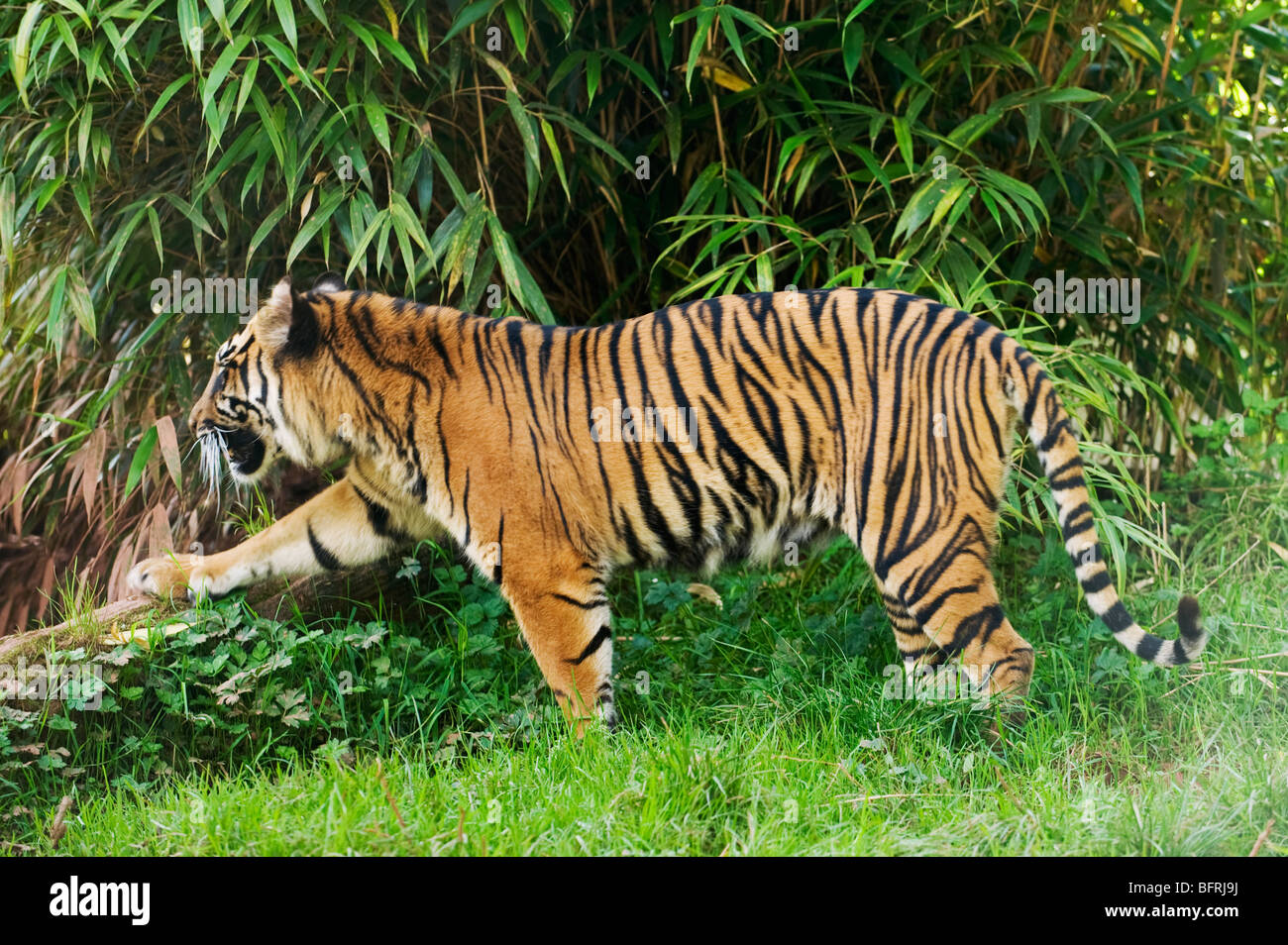 Sumatran tiger (Panthera tigris sumatrae) Captive Stock Photo