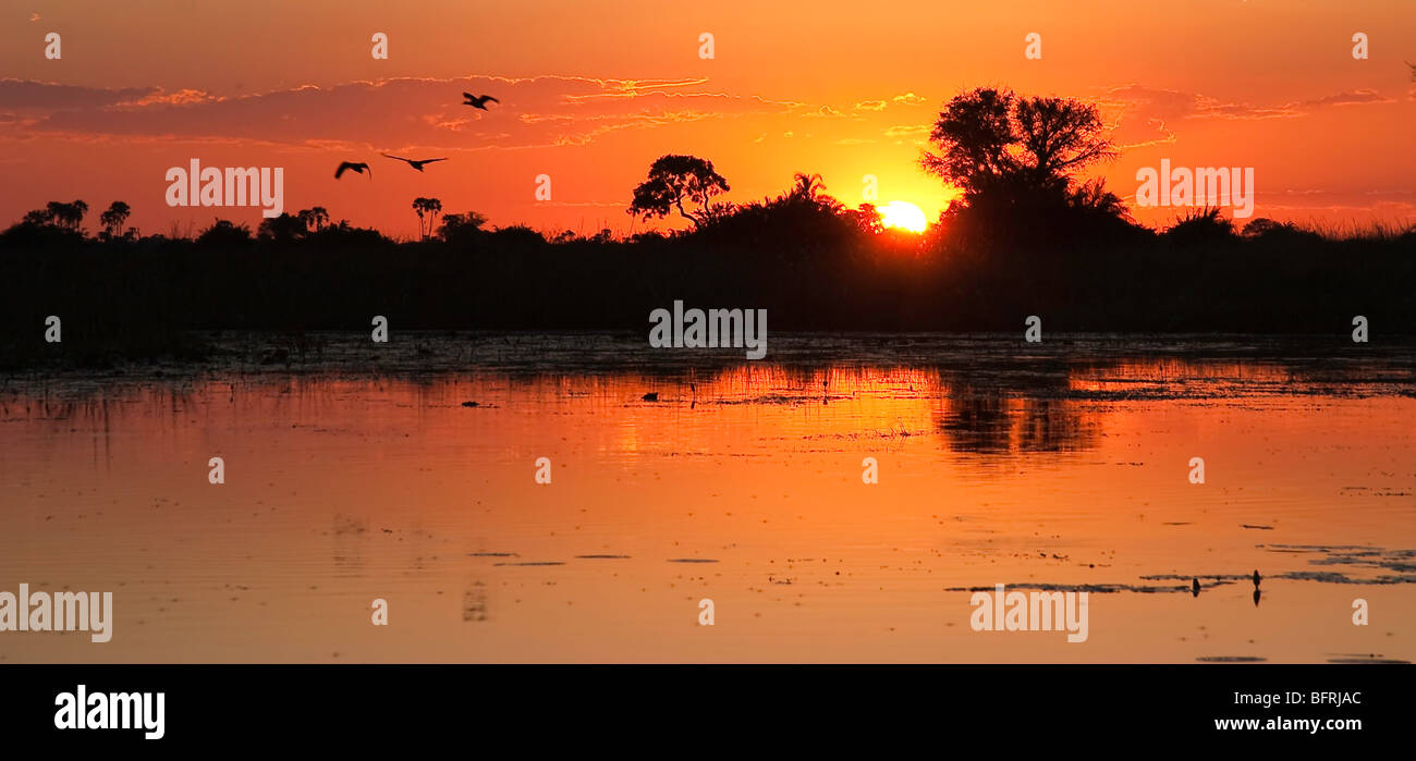 Okovango sunset landscape with birds silhouetted  reflecting in water Stock Photo