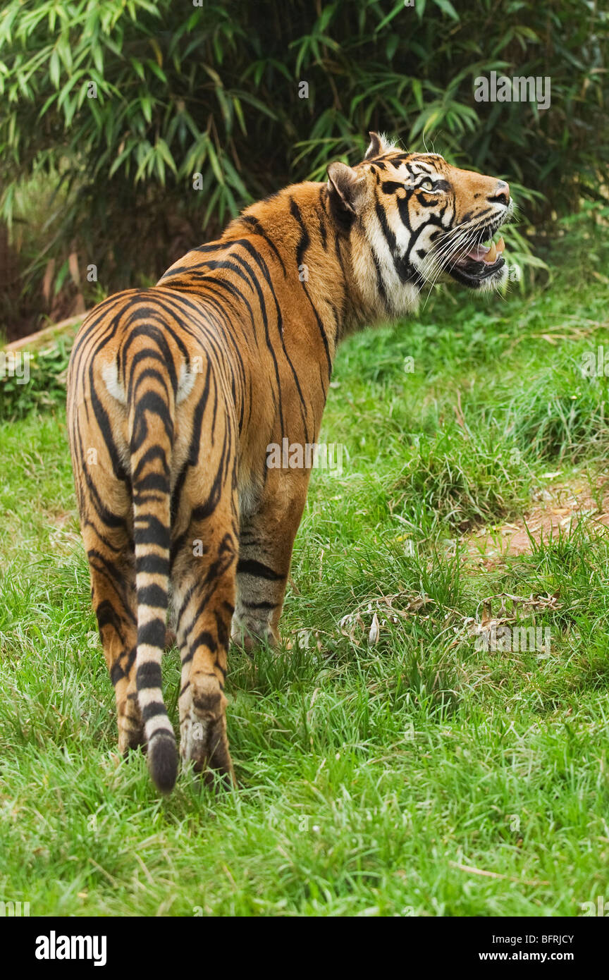 Sumatran tiger (Panthera tigris sumatrae) Captive Stock Photo