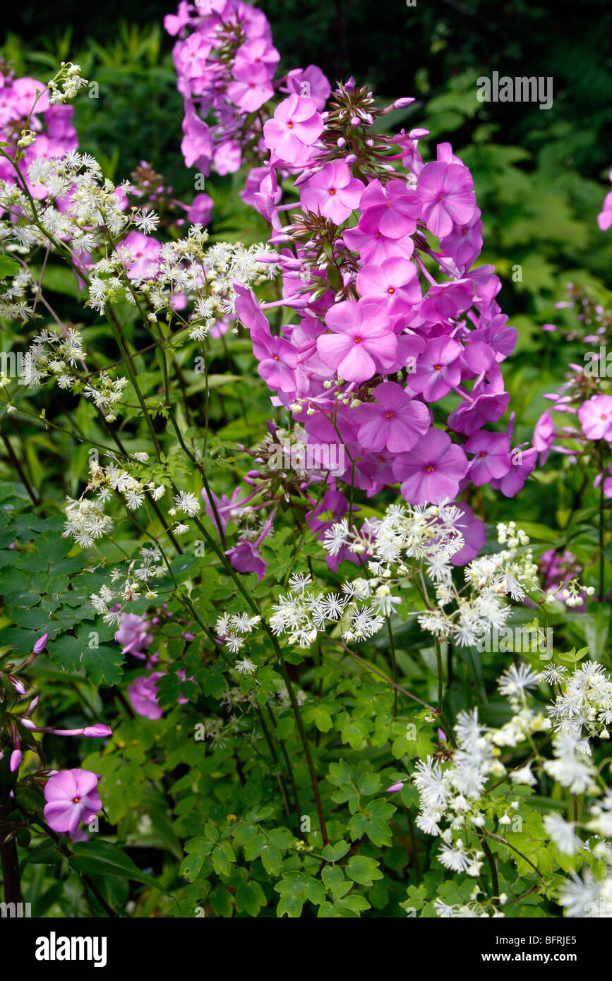 Phlox maculata 'Alpha' AGM with Thalictrum pubescens Stock Photo
