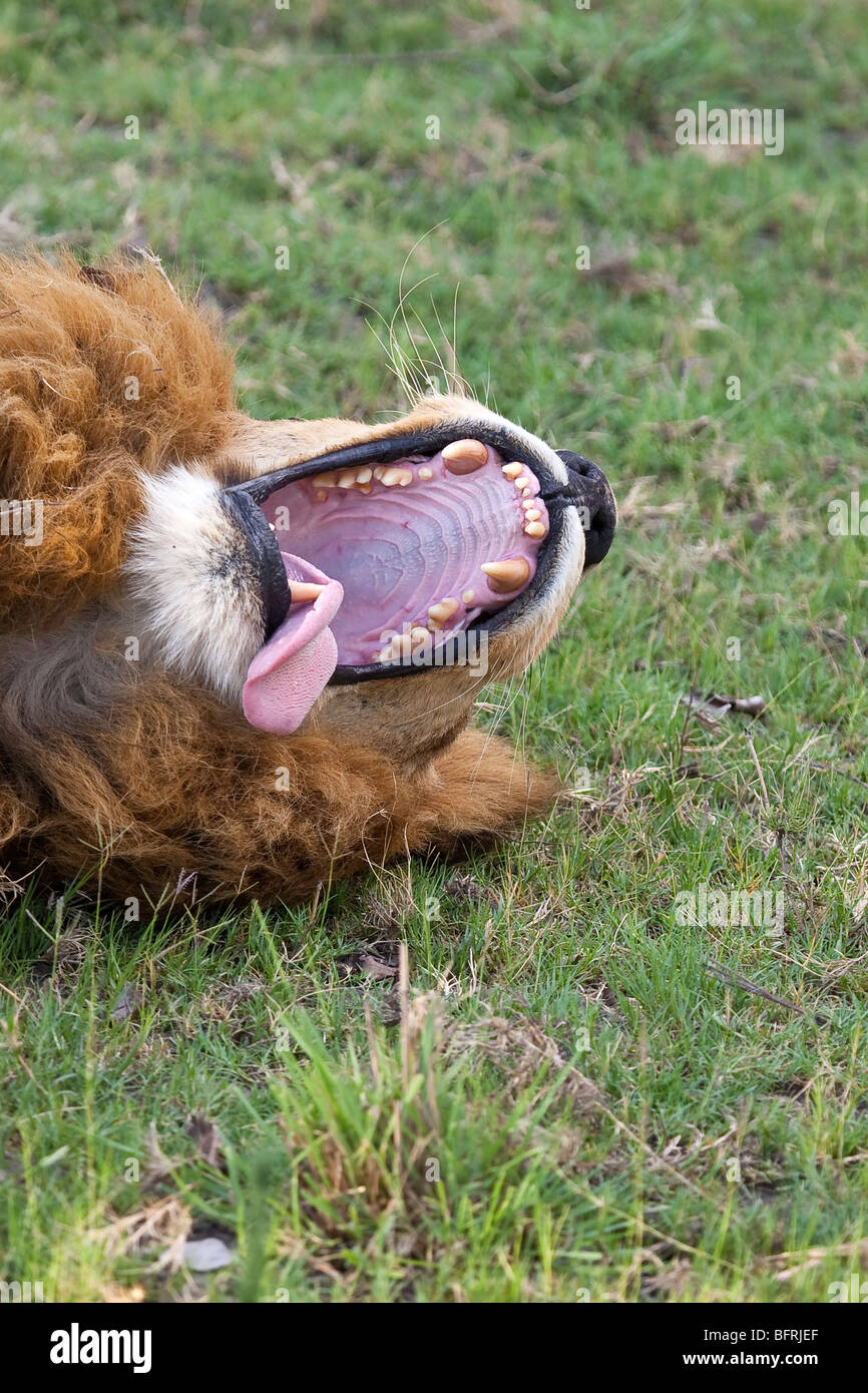 Lion Jaw with teeth and tongue showing asleep and relaxed sleeping after a kill Stock Photo