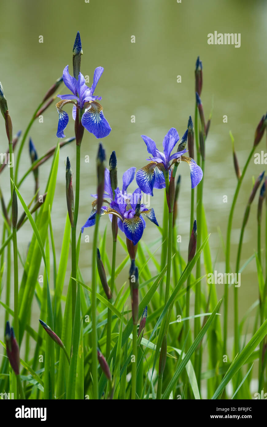 IRIS SIBIRICA HEAVENLY BLUE GROWING BY A LAKE Stock Photo