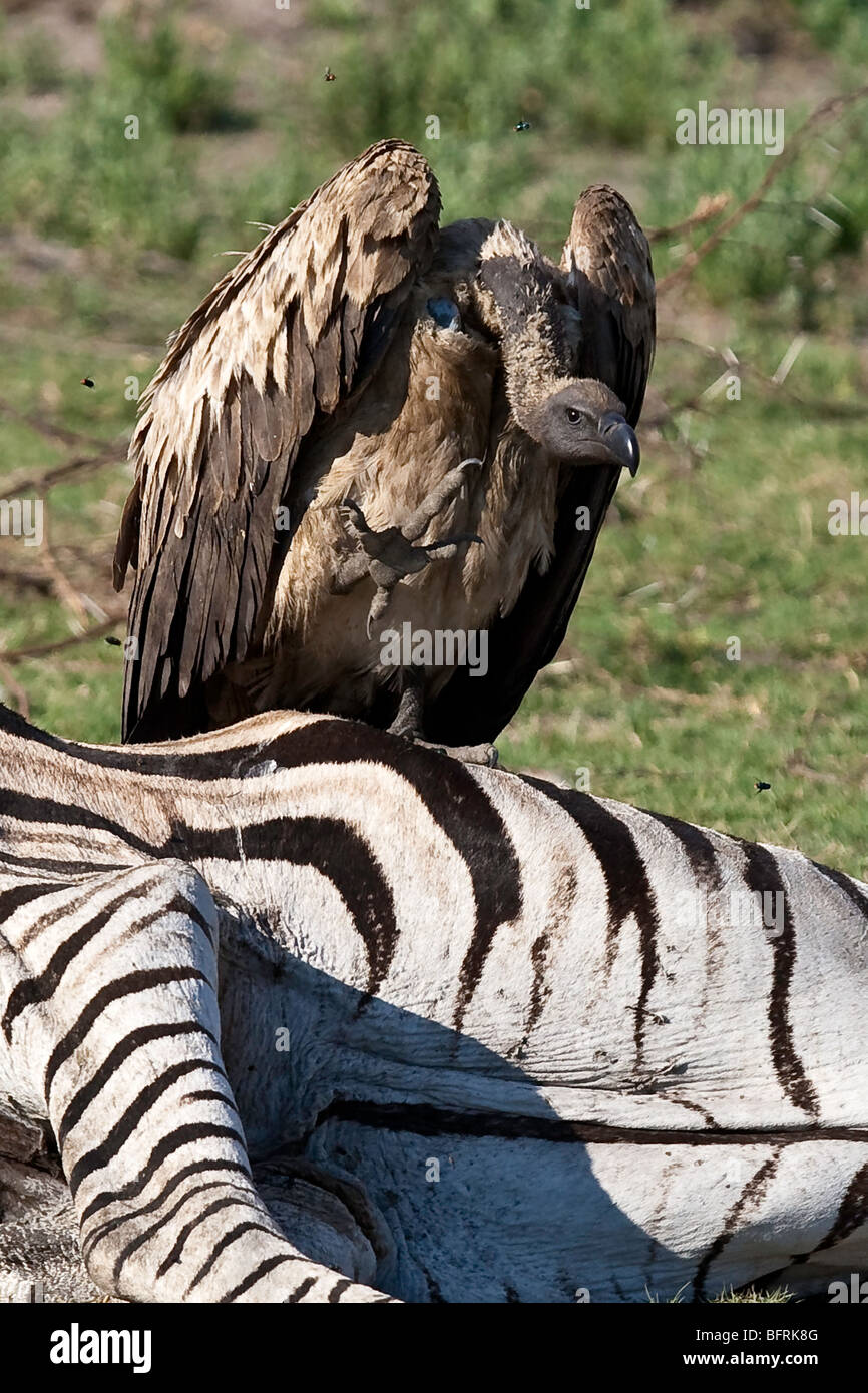 Close-up of Vulture defending a Zebra carcase with foot raised and head bowed in aggressive pose Stock Photo