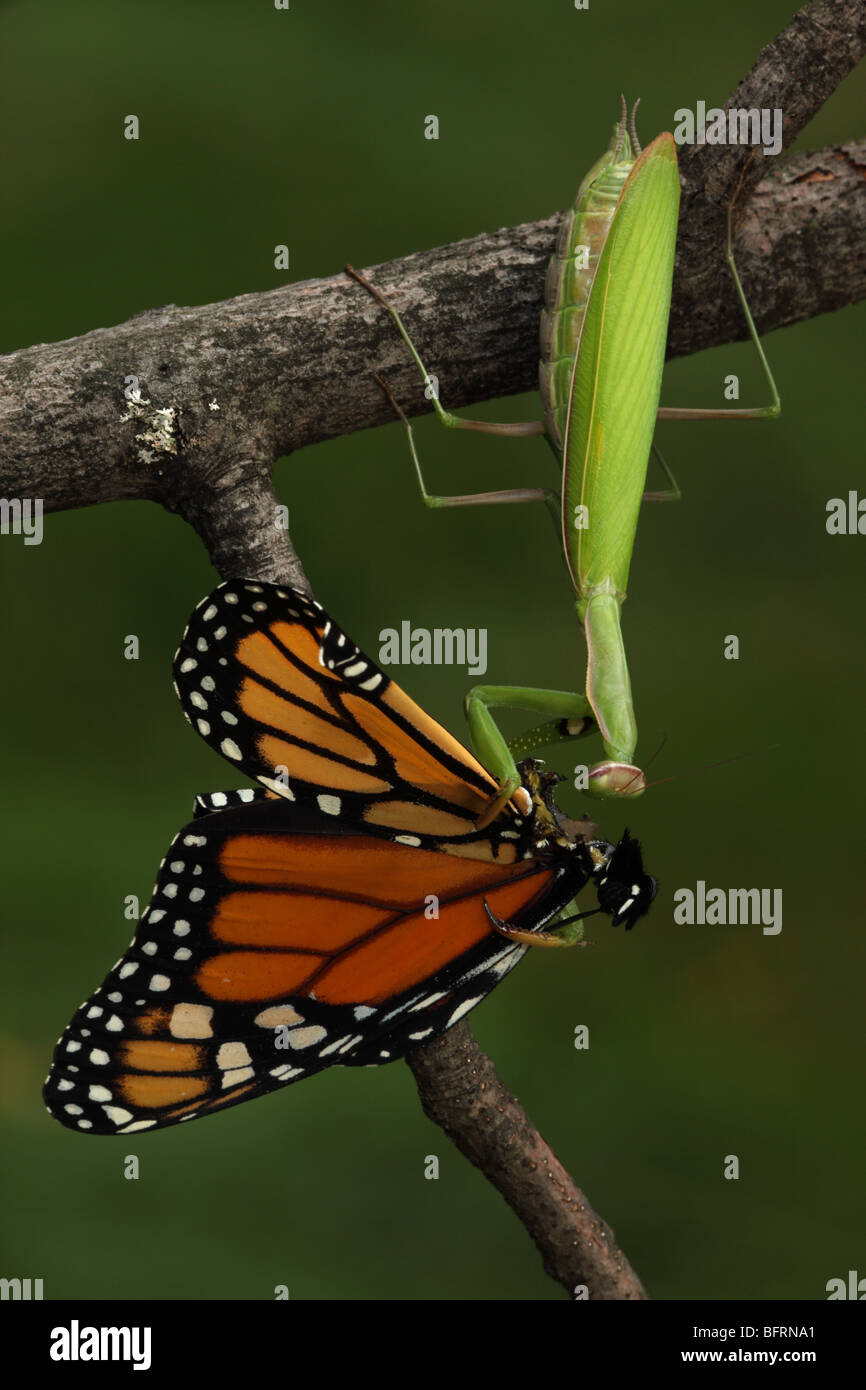 European Mantid (Mantis religiosa) Eating Monarch Butterfly (Danaus