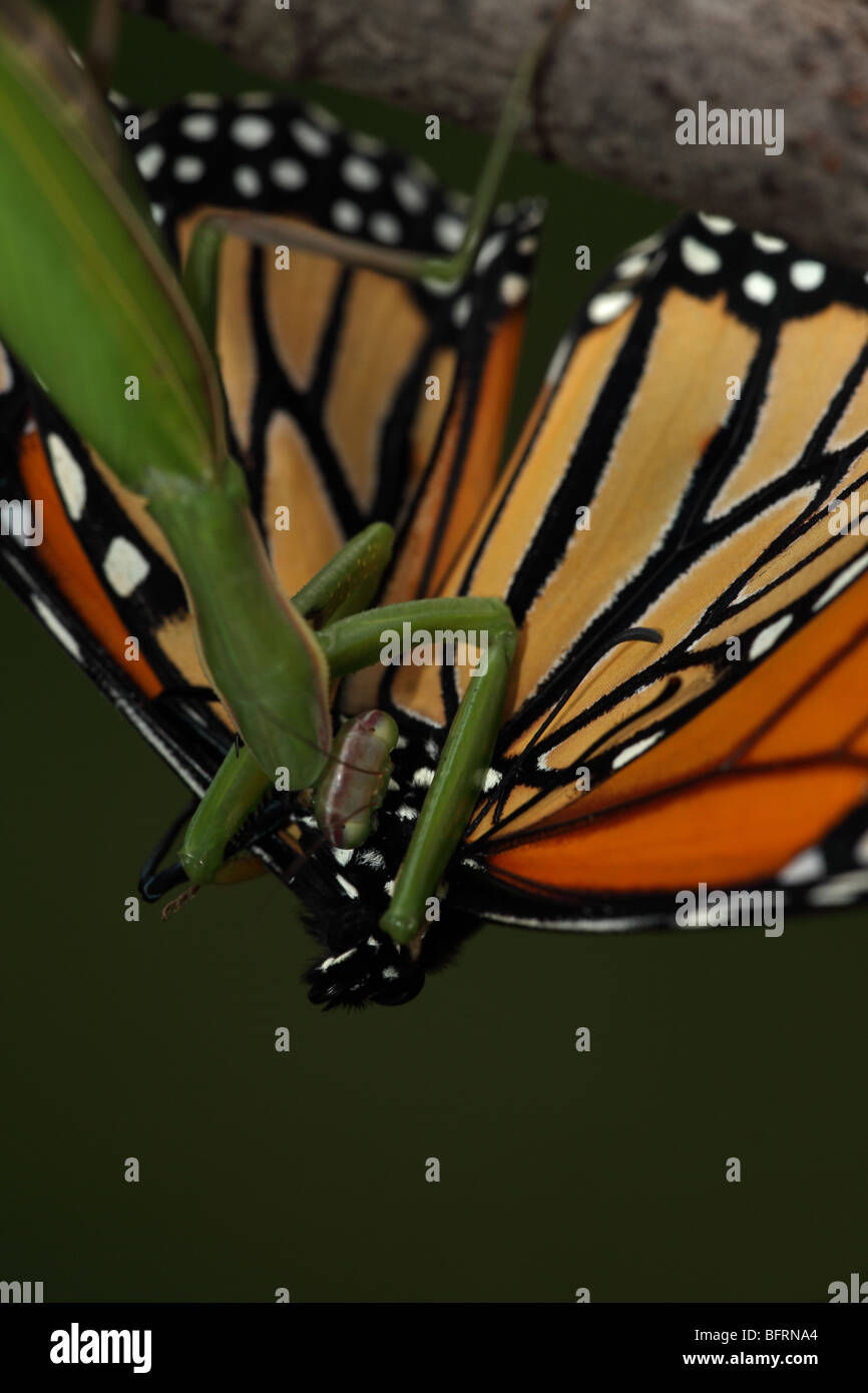 European Mantid (Mantis religiosa) Eating Monarch Butterfly (Danaus
