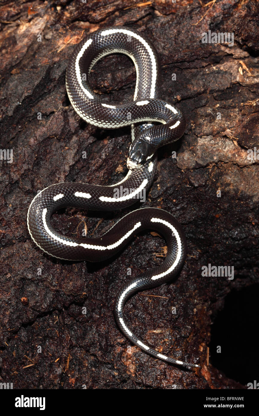Aberrant phase hi-res stock photography and images - Alamy