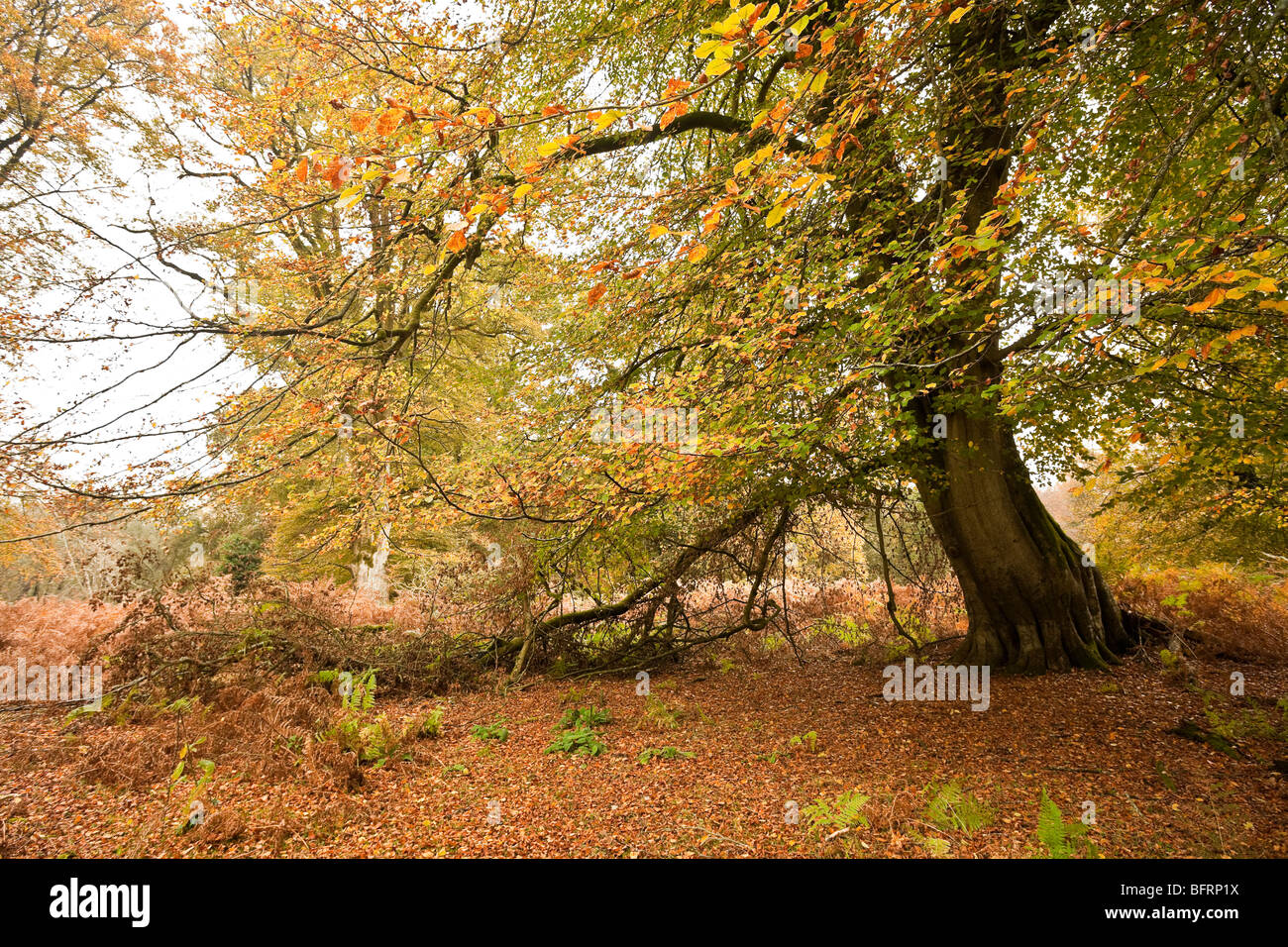 Autumn tree details in Mark Ash Wood New Forest Hampshire UK Stock Photo