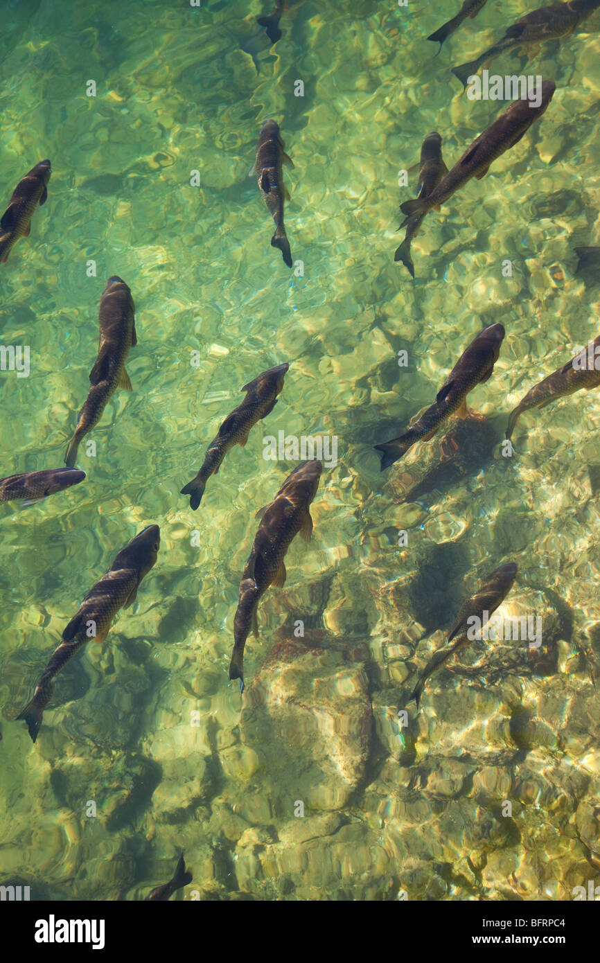 Fish in a river with pure water. Stock Photo