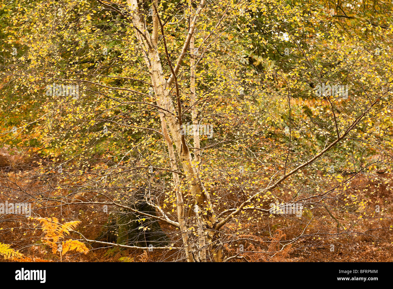 Autumn tree details in Mark Ash Wood New Forest Hampshire UK Stock ...