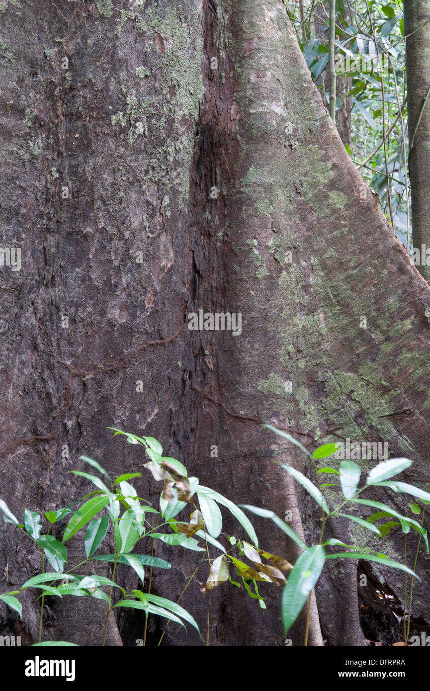 Mora (Mora excelsa) close-up buttress Iwokrama Rainforest Guiana Shield Guyana South America October Stock Photo