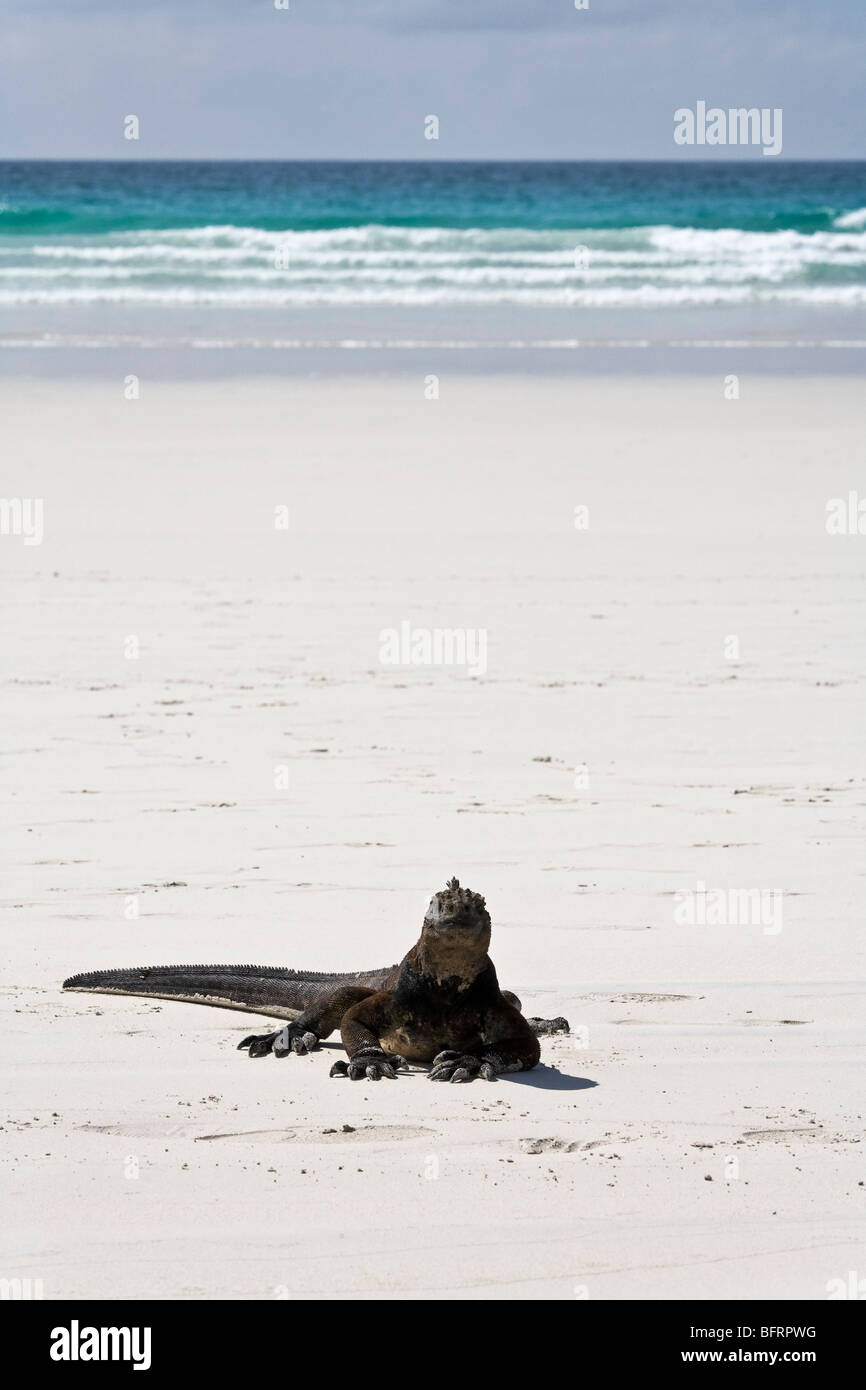 Marine Iguana (Amblyrhynchus cristatus) on a Galapagos beach Stock Photo
