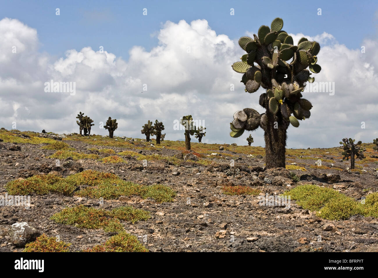 Cactus trees, South Plaza Island, Galapagos Stock Photo