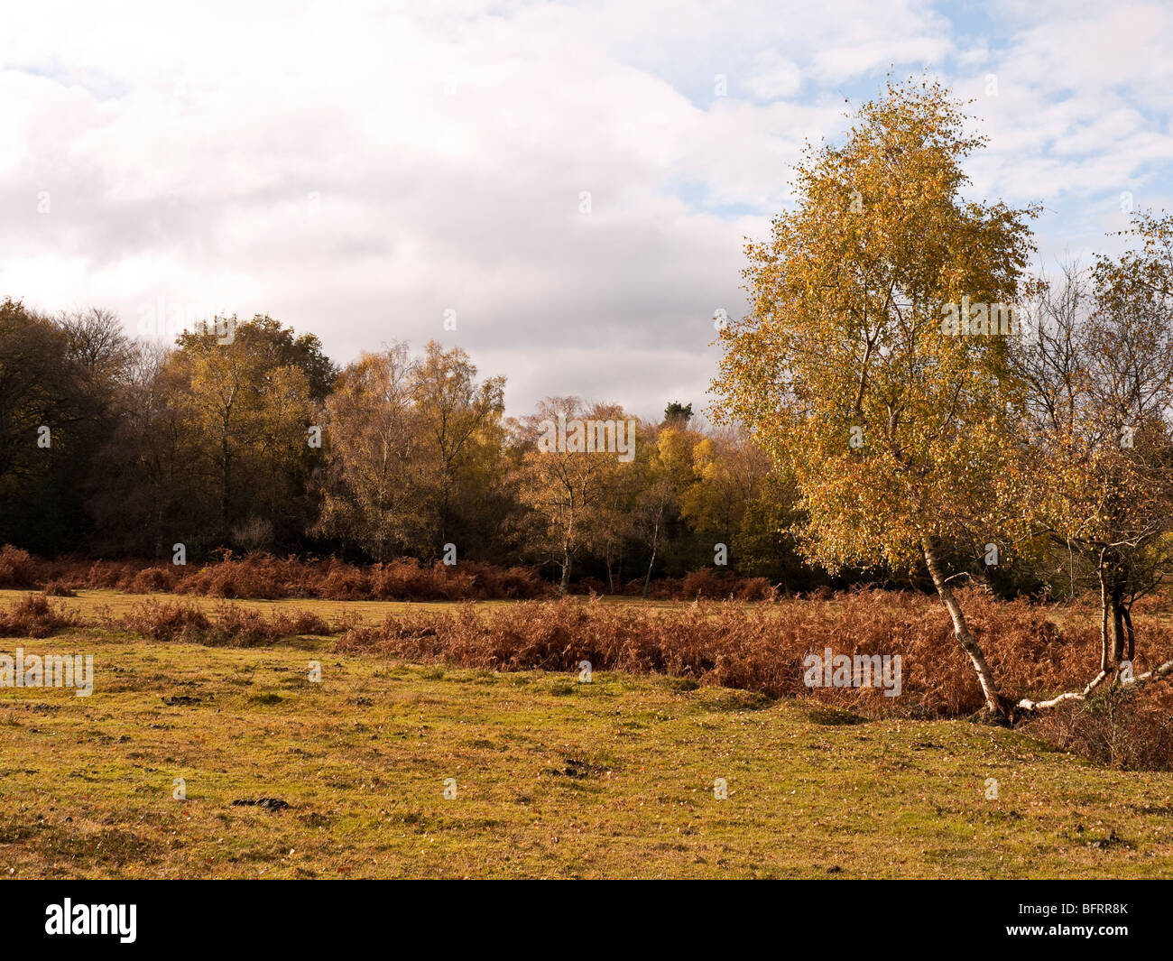 New Forest Autumn Walk High Resolution Stock Photography and Images - Alamy