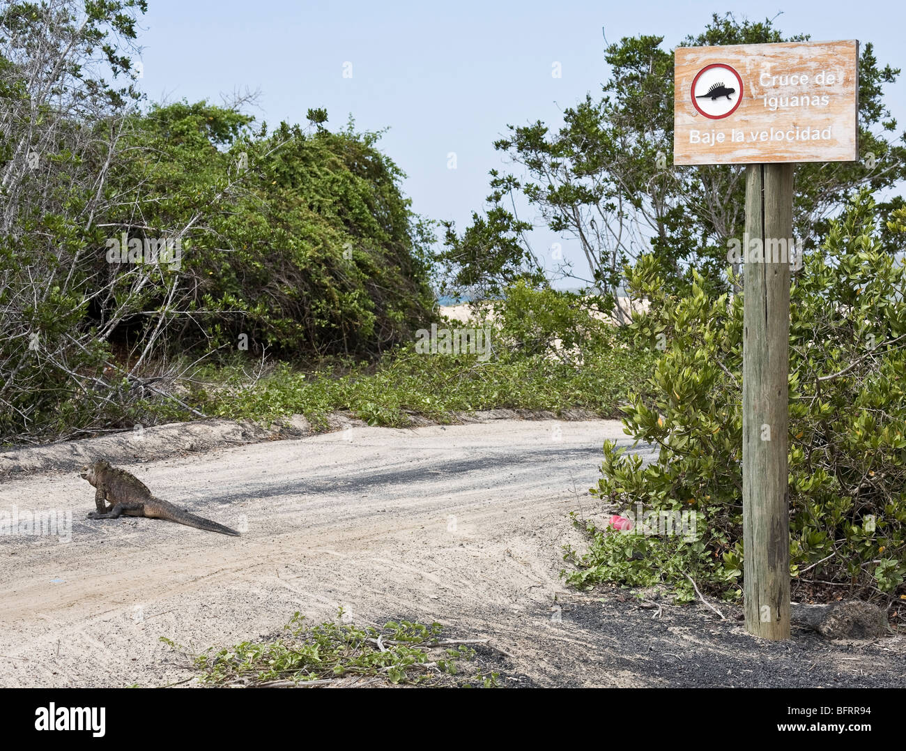 Marine Iguana (Amblyrhynchus cristatus) crossing the road, Isabela Island, Galapagos Stock Photo
