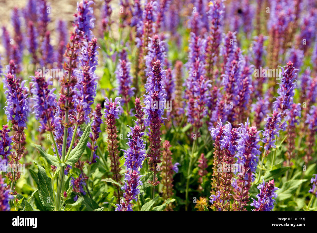 Salvia nemorosa 'Blauhügel' Stock Photo - Alamy