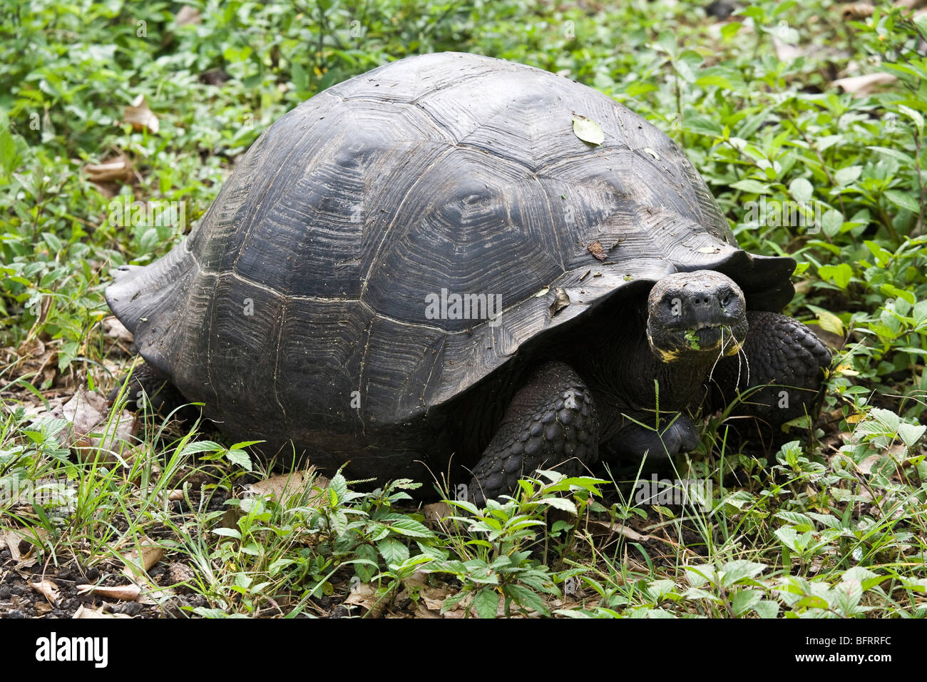 Galapagos giant tortoise (Geochelone nigra porteri), Santa Cruz Island, Galapagos Stock Photo