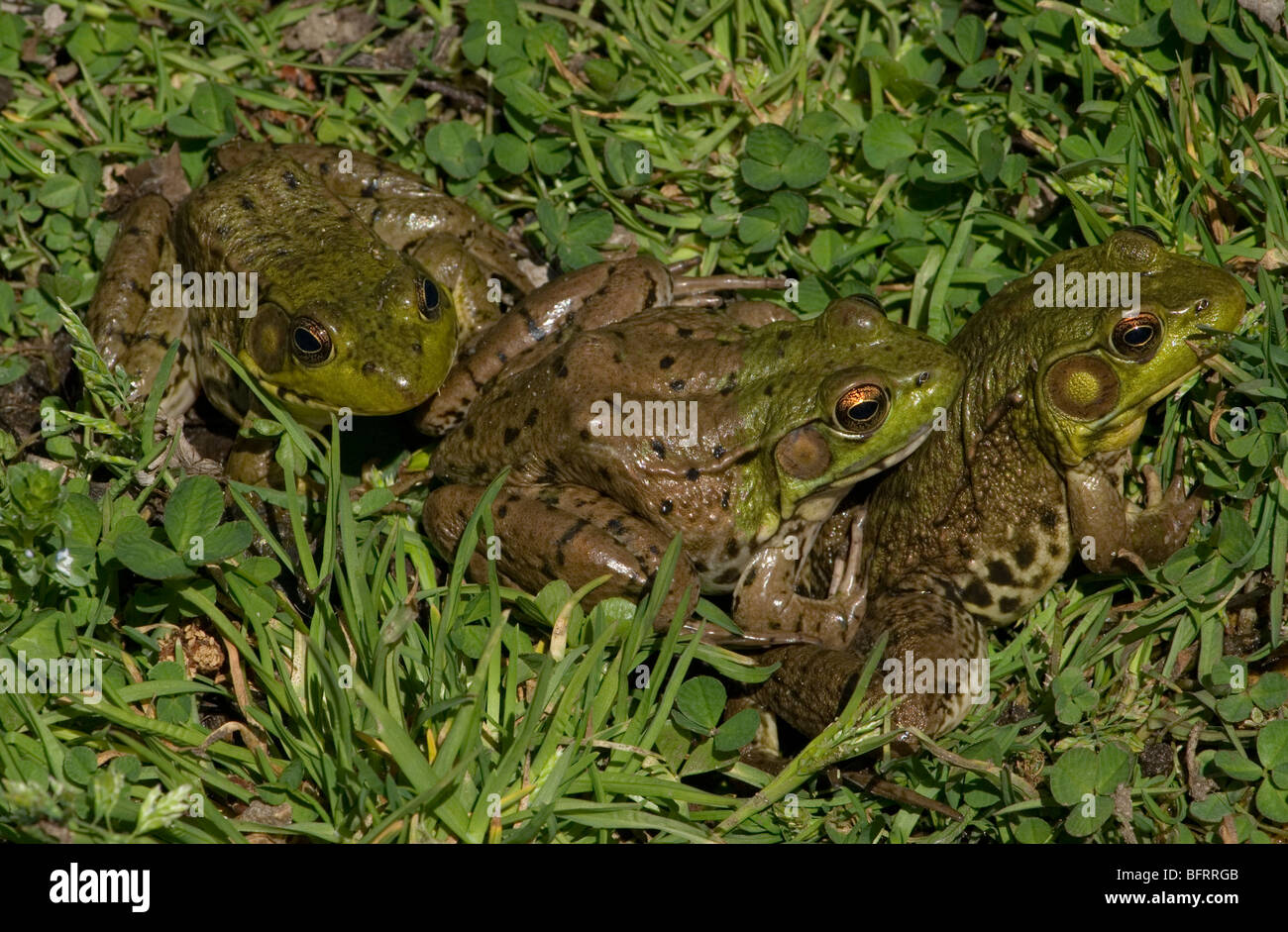 Three Green Frogs  Rana clamitans  Eastern USA, by Skip Moody/Dembinsky Photo Assoc Stock Photo