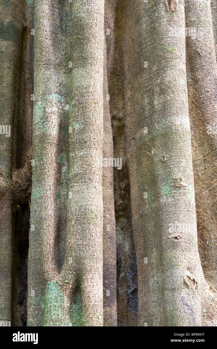 Yarula (Aspidosperma exselsum) close-up of bark Iwokrama Rainforest Guiana Shield Guyana South America October Stock Photo