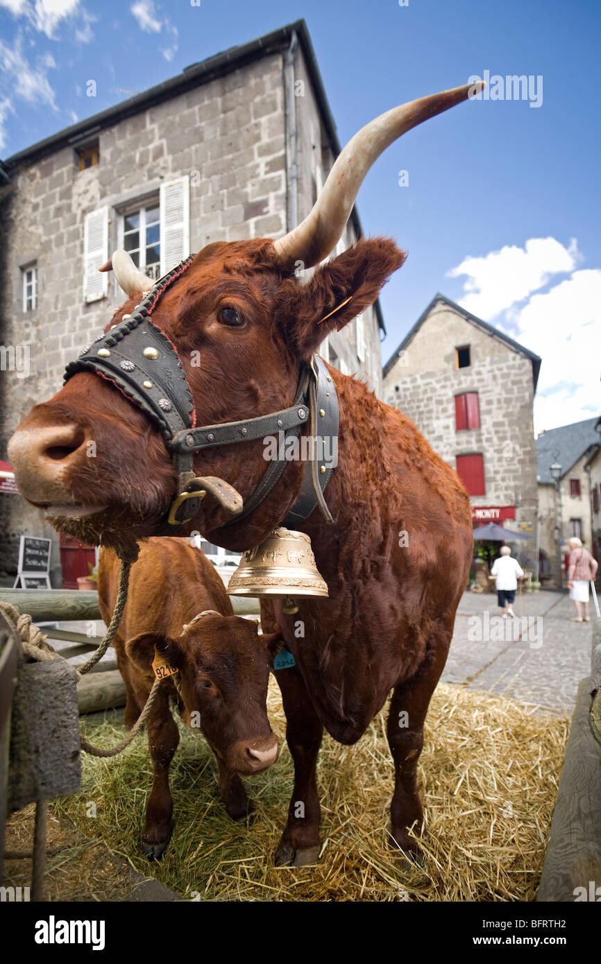 A Salers cow and calf at foot, at Besse en Chandesse (France). Vache de race Salers et son veau (Besse-en-Chandesse - France). Stock Photo