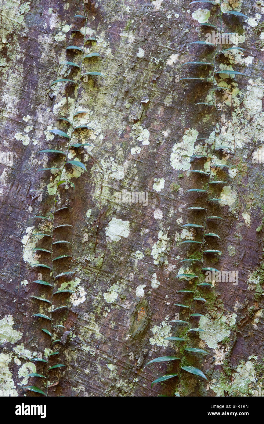 Wadara (Couratari riparia) close-up bark Iwokrama Rainforest Guiana Shield Guyana South America October Stock Photo