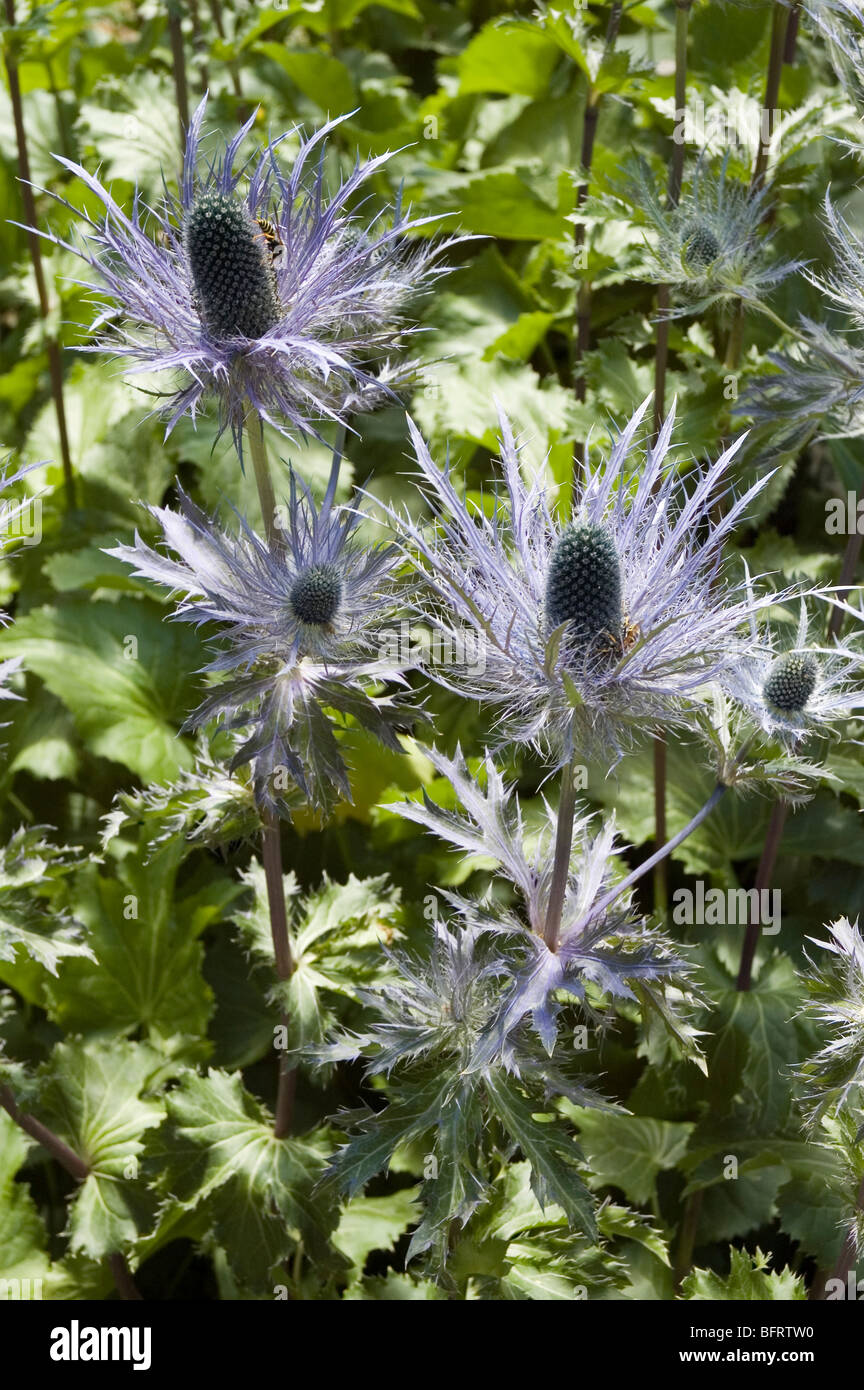 eryngium alpinum Parco Nazionale Gran Paradiso, Giardino Botanico