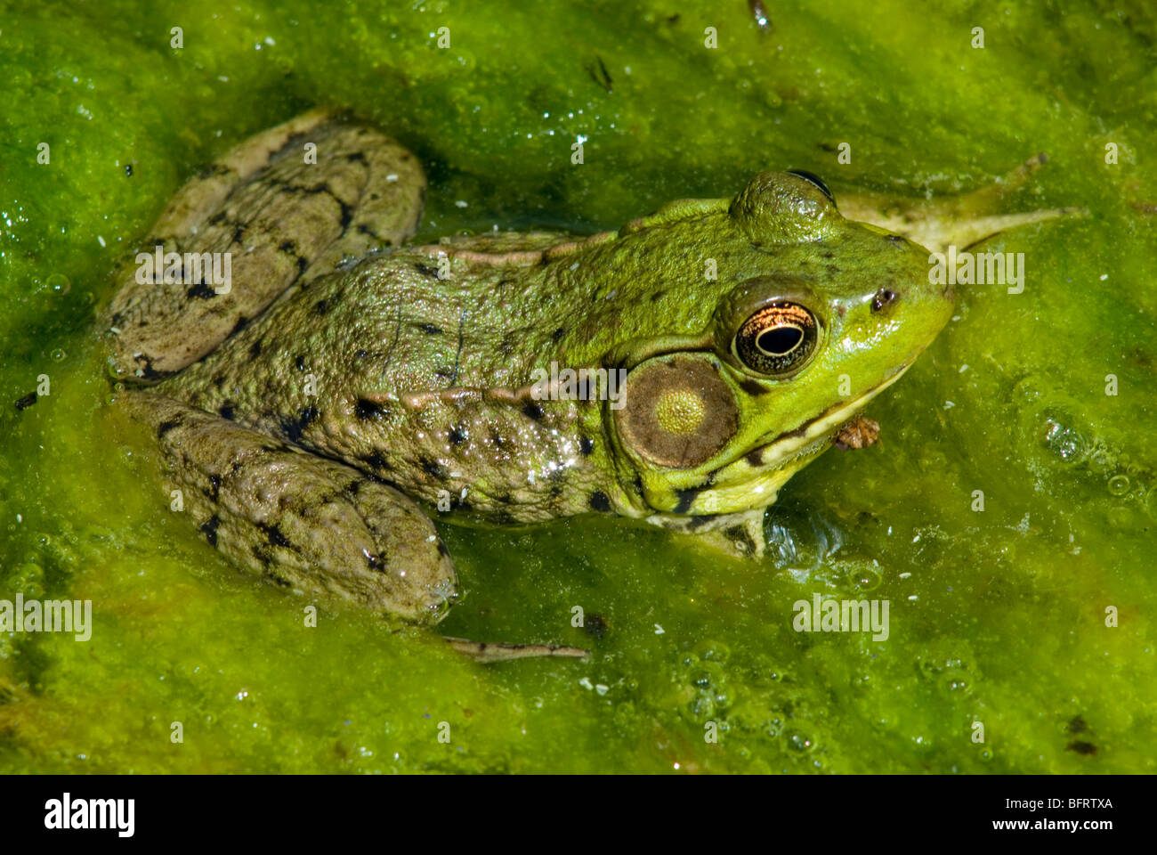 Green Frog (Rana clamitans), Pond, E USA by Skip Moody / Dembinsky Photo Associates Stock Photo