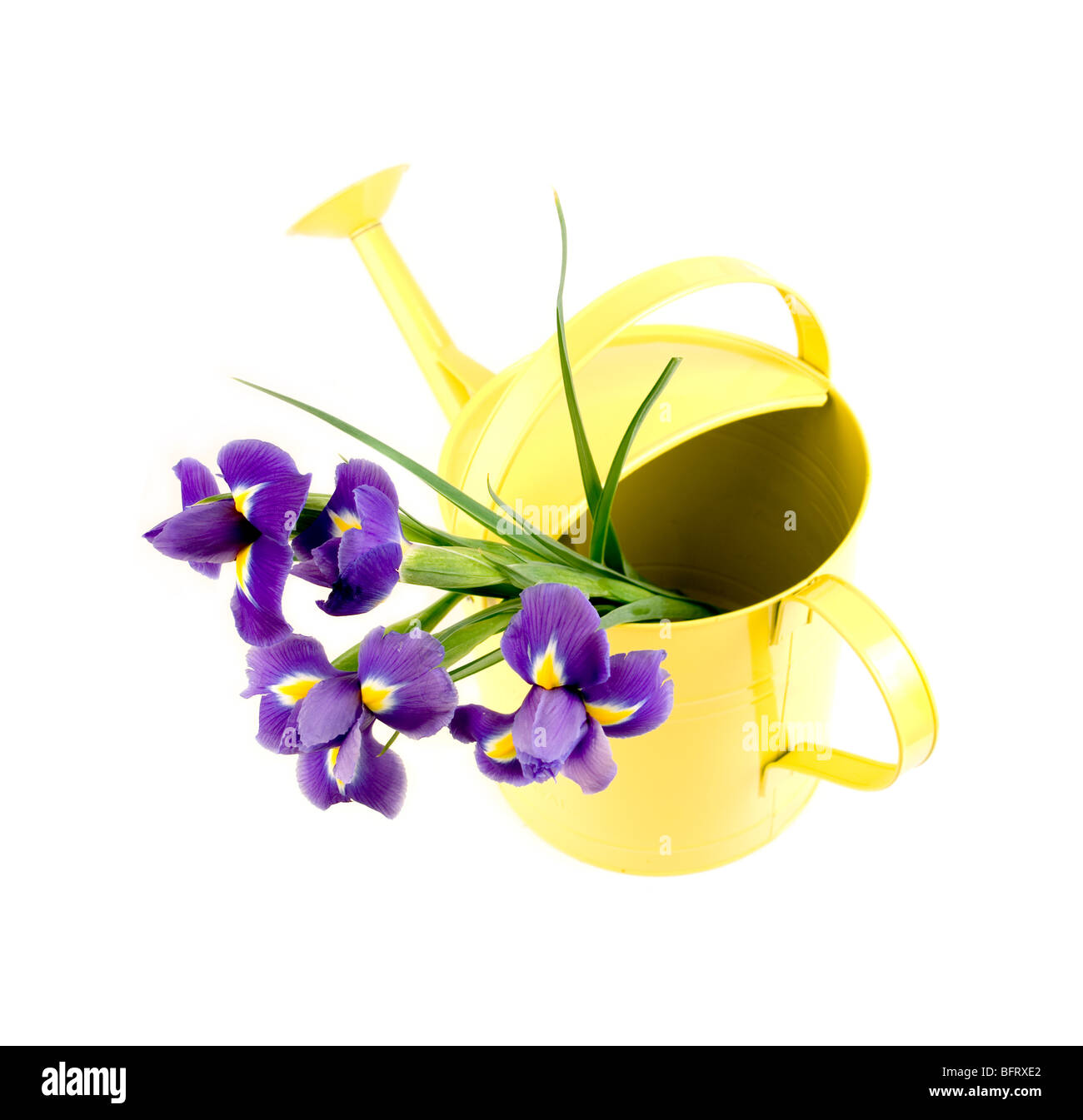 irises in watering can Stock Photo Alamy