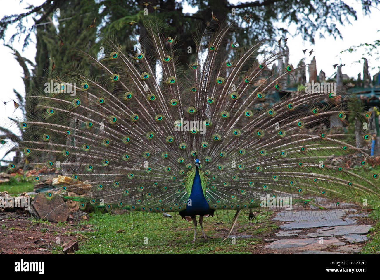Peacock displaying its plumage, Sveti Naum, Lake Ohrid, Macedonia Stock Photo