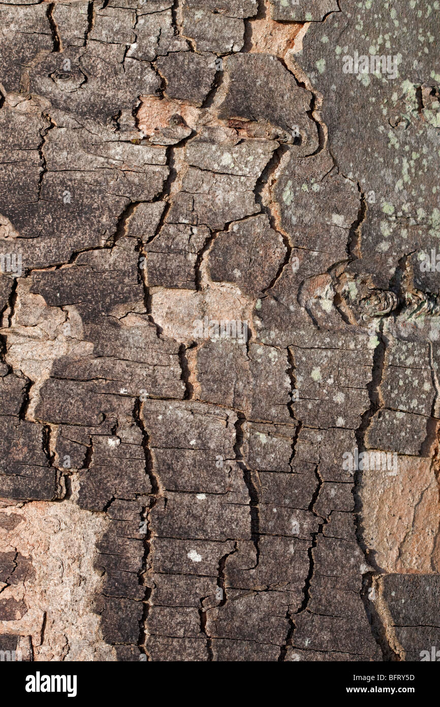 Tree Bark Stock Photo