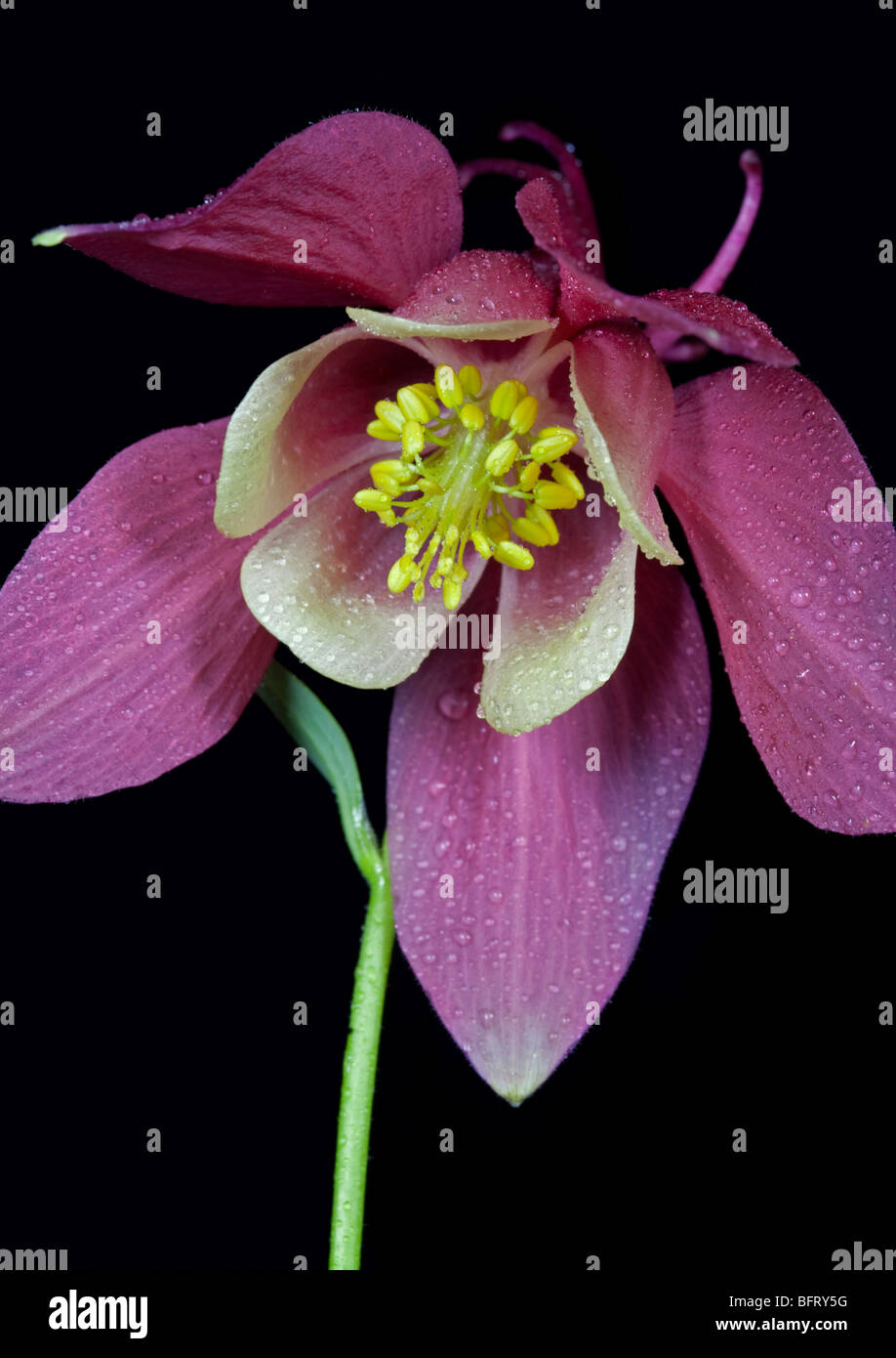 Aquilegia columbine pink hi-res stock photography and images - Alamy