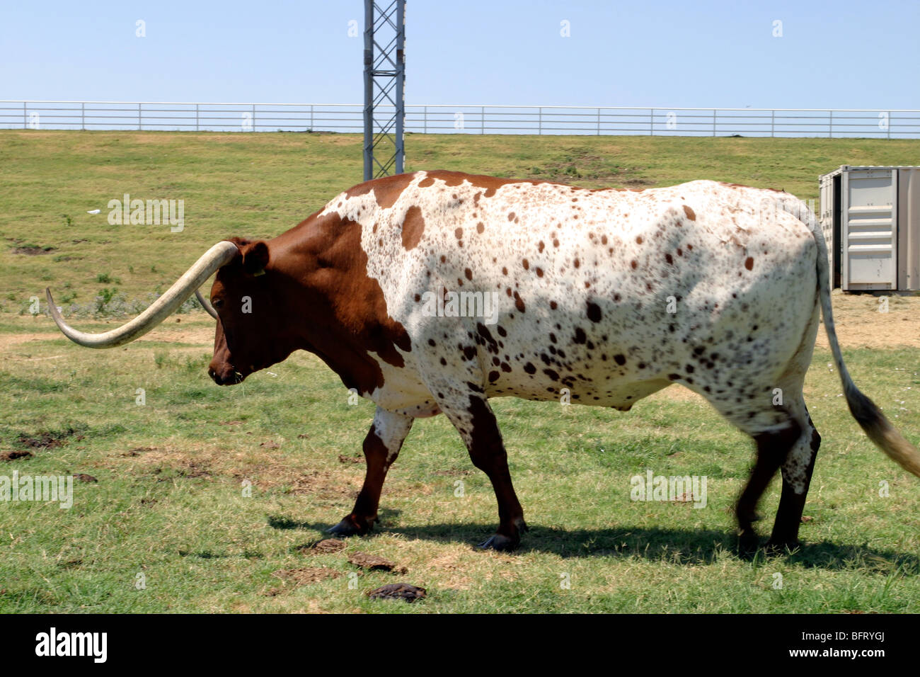 long horn cow in field, Dallas Texas Stock Photo
