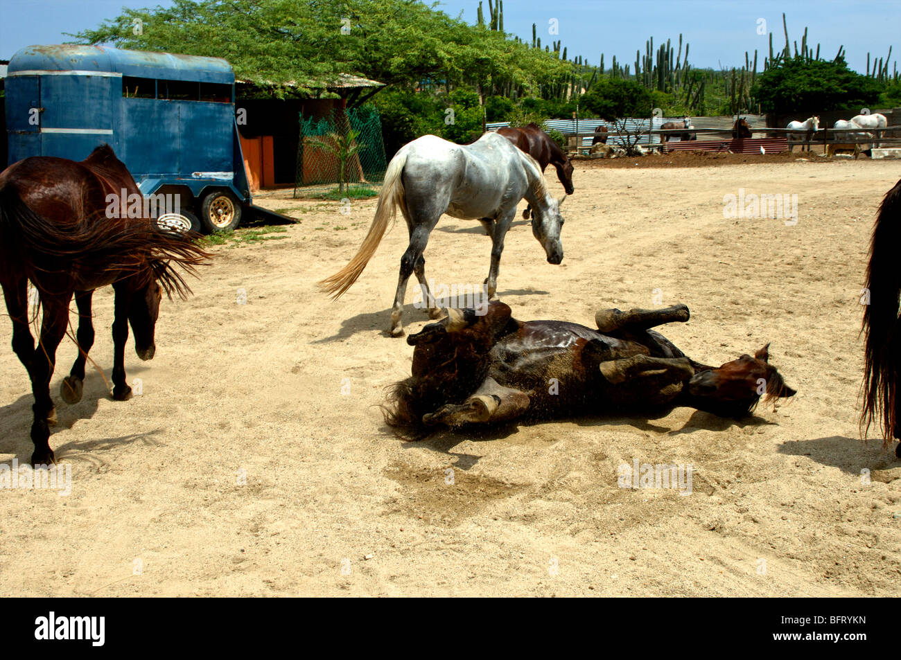 Aruba, horse ranch Stock Photo