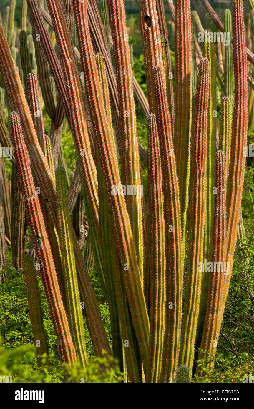 Aruba, cactus in Arikok National Park Stock Photo - Alamy
