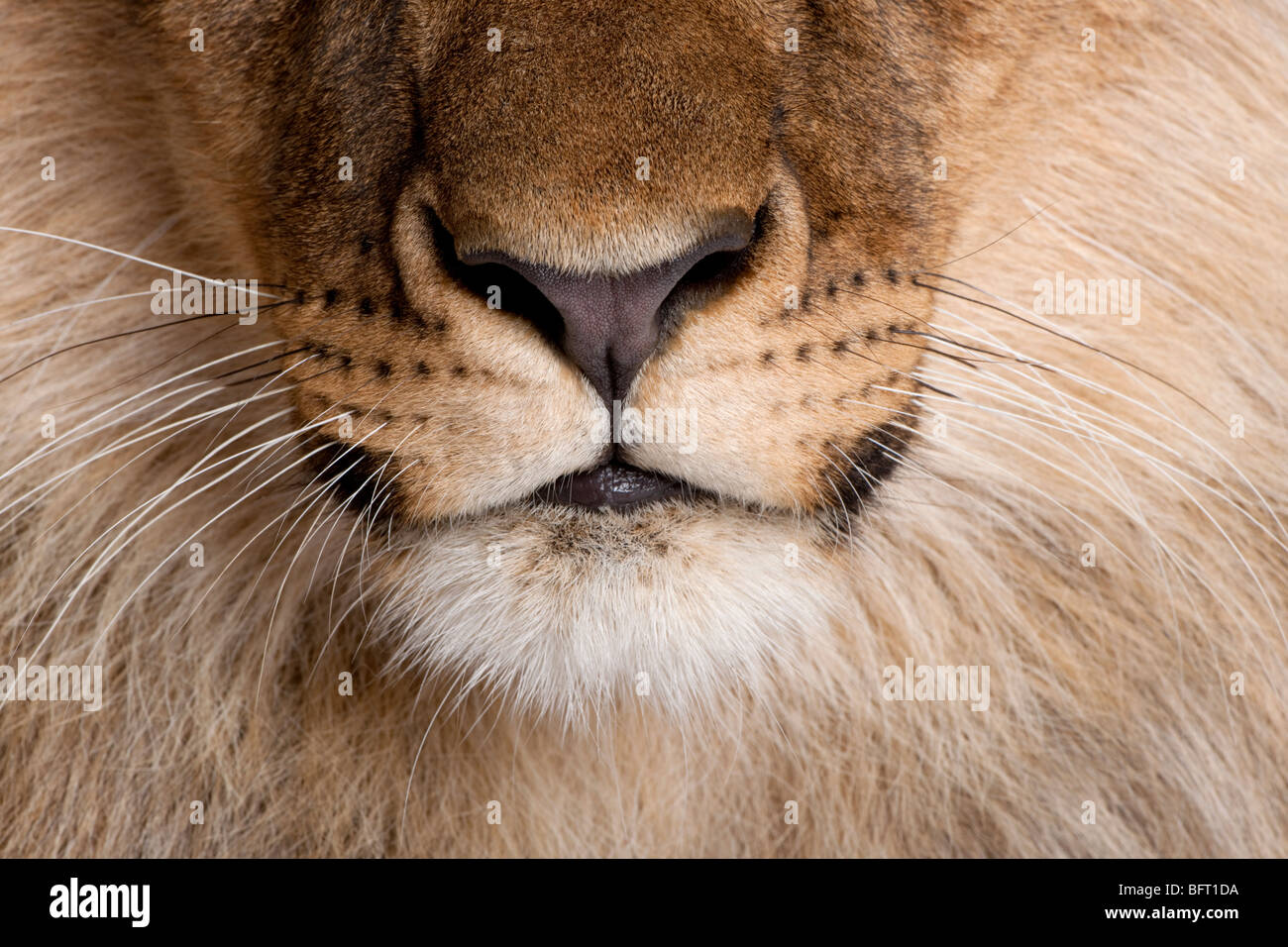 Close-up of lion's nose and whiskers, Panthera leo, 9 months old Stock Photo