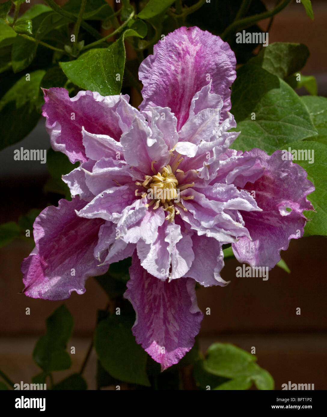 Clematis Piilu (double bloom stage) Stock Photo