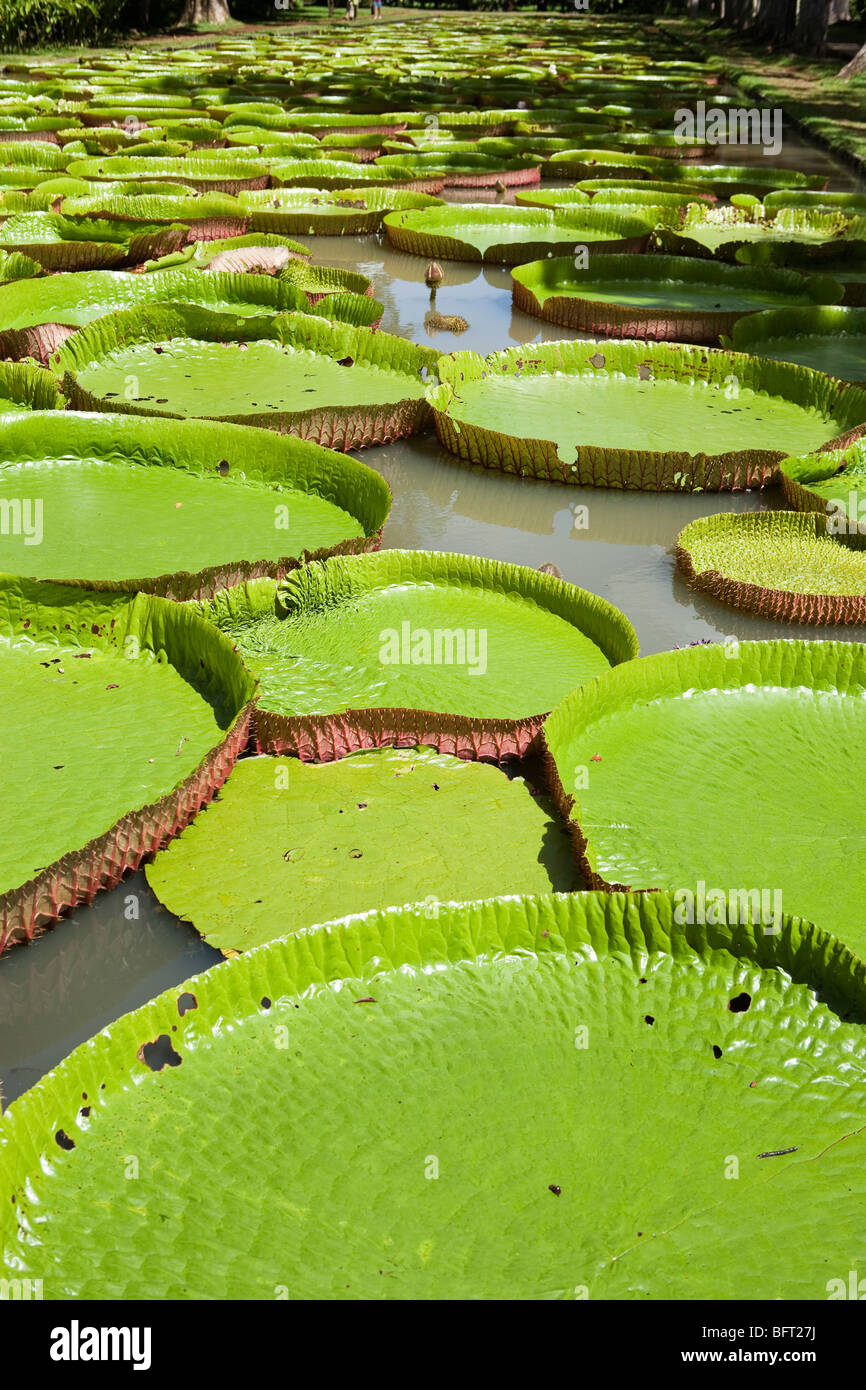 Giant Amazon Water Lillies, Sir Seewoosagur Ramgoolam Botanical Gardens