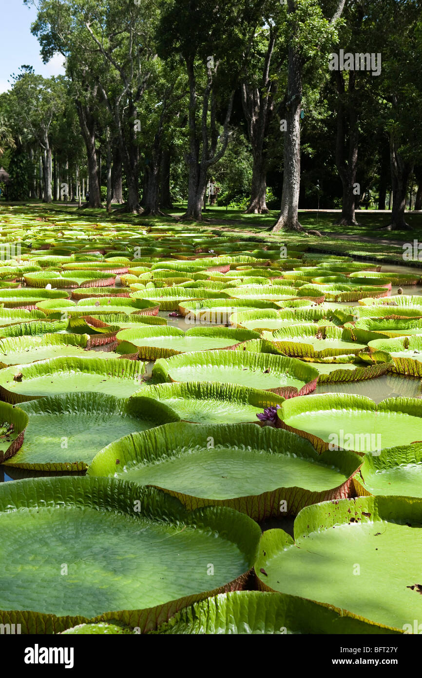 Amazon water lilies hires stock photography and images Alamy