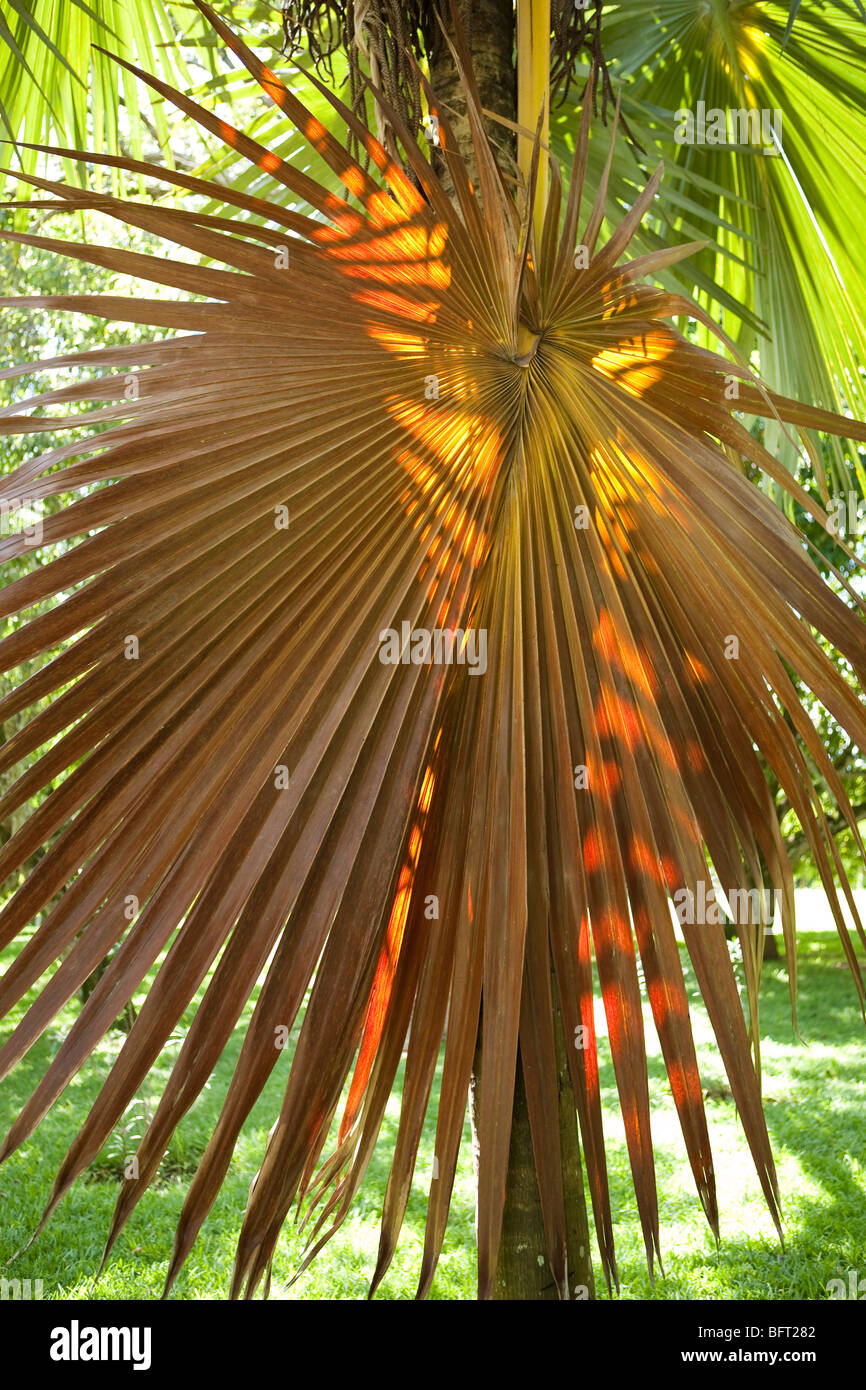 Palm Leaf, Sir Seewoosagur Ramgoolam Botanical Gardens, Mauritius Stock Photo