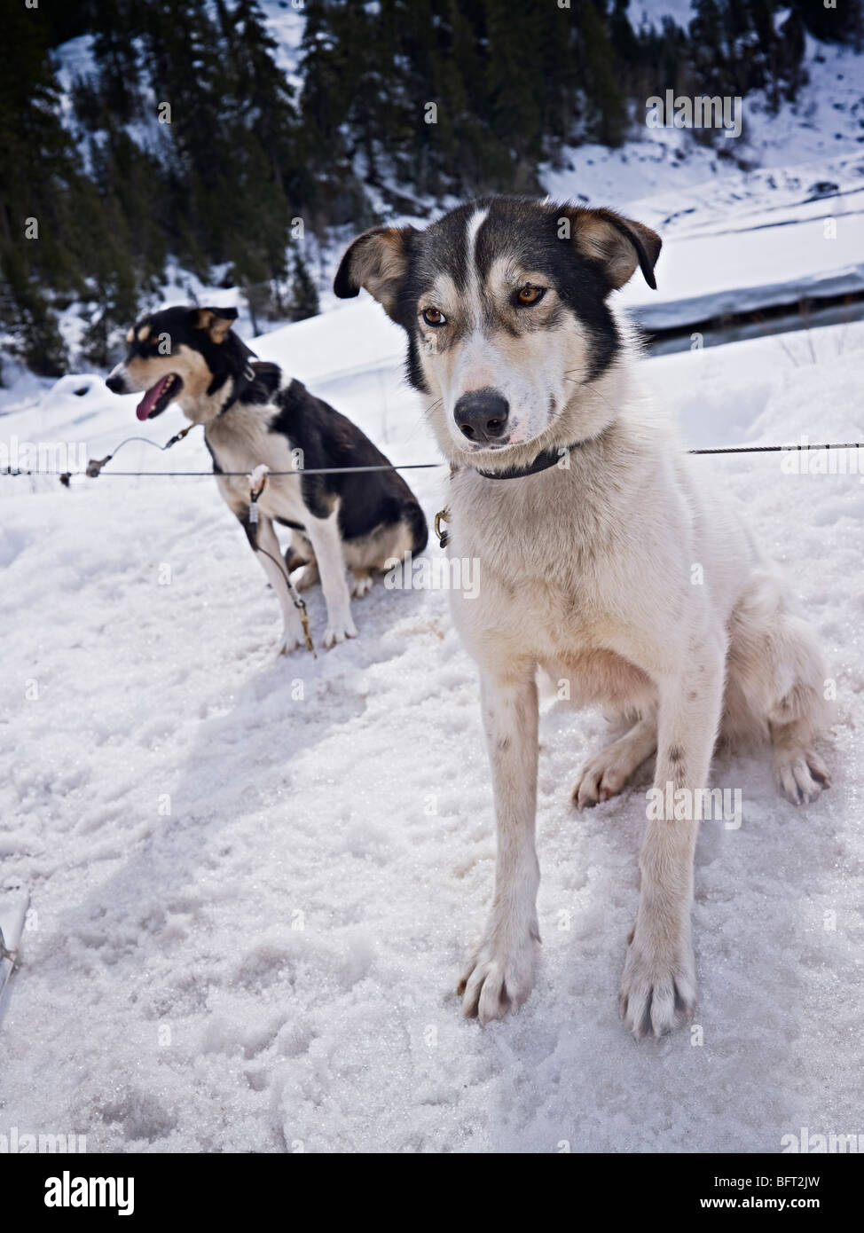 Sled Dogs, British Columbia, Canada Stock Photo Alamy