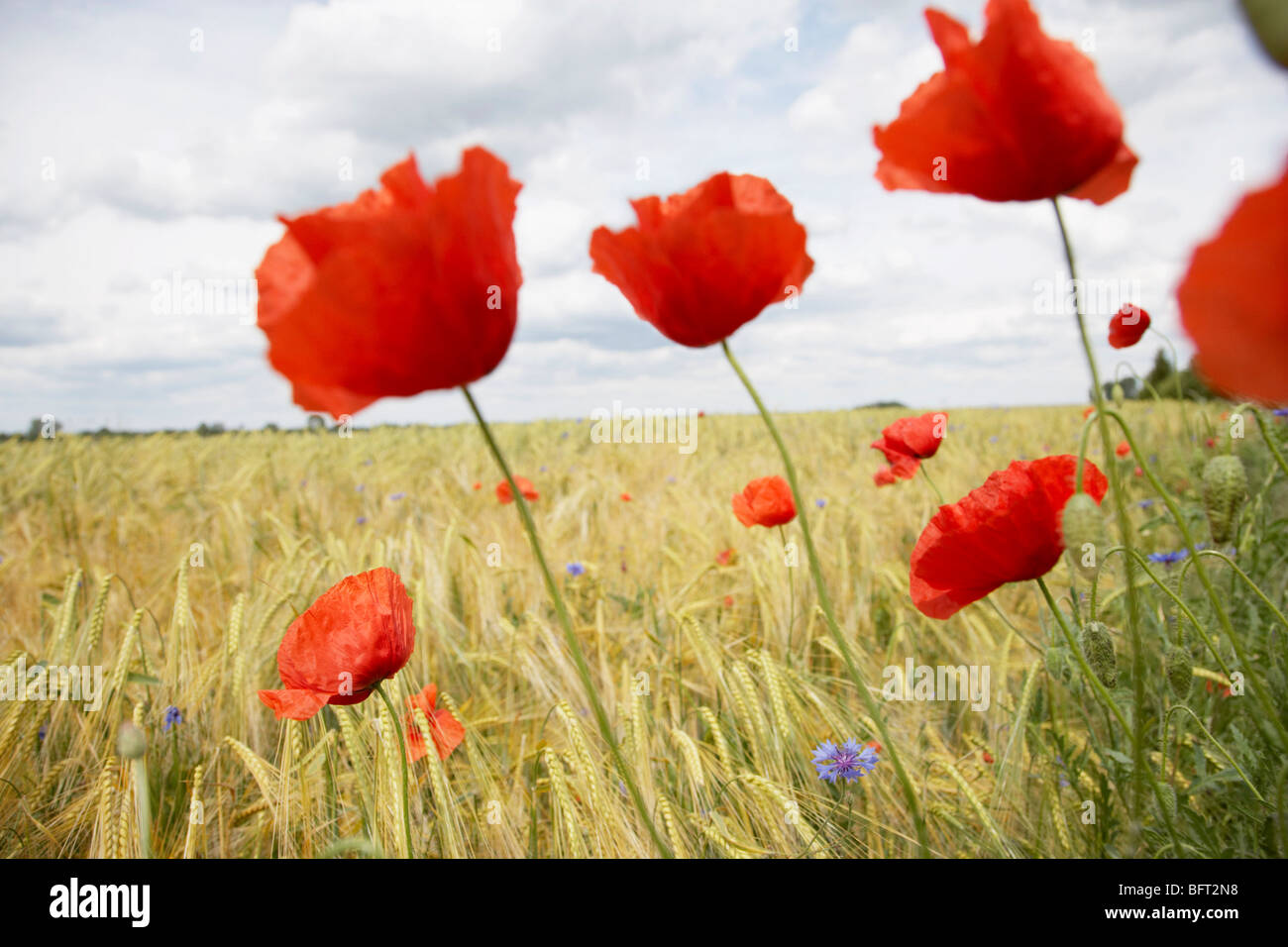 Poppies in Wheat Field Stock Photo