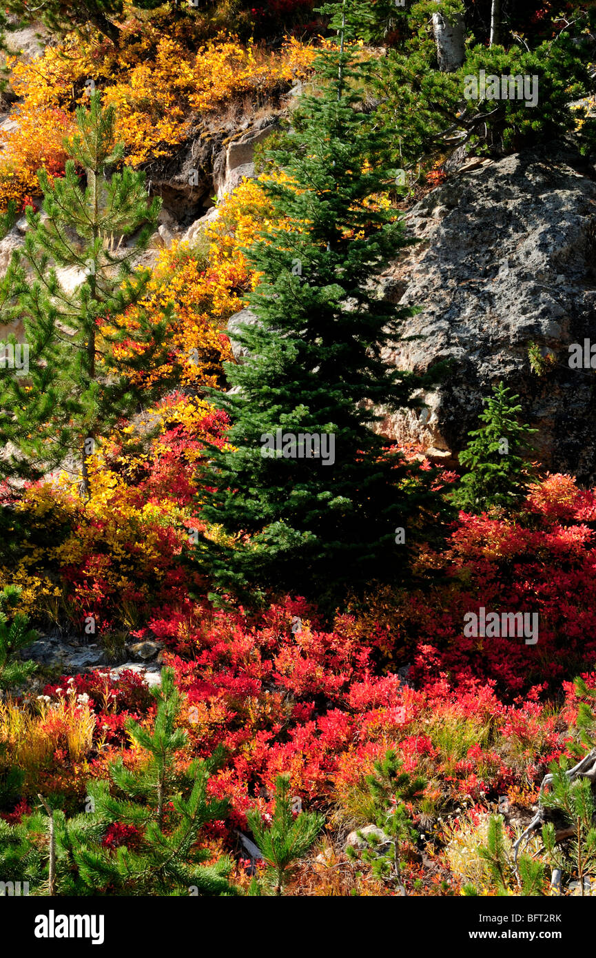 Colourful autumn shrubs with pines, Yellowstone National Park, Wyoming, USA Stock Photo