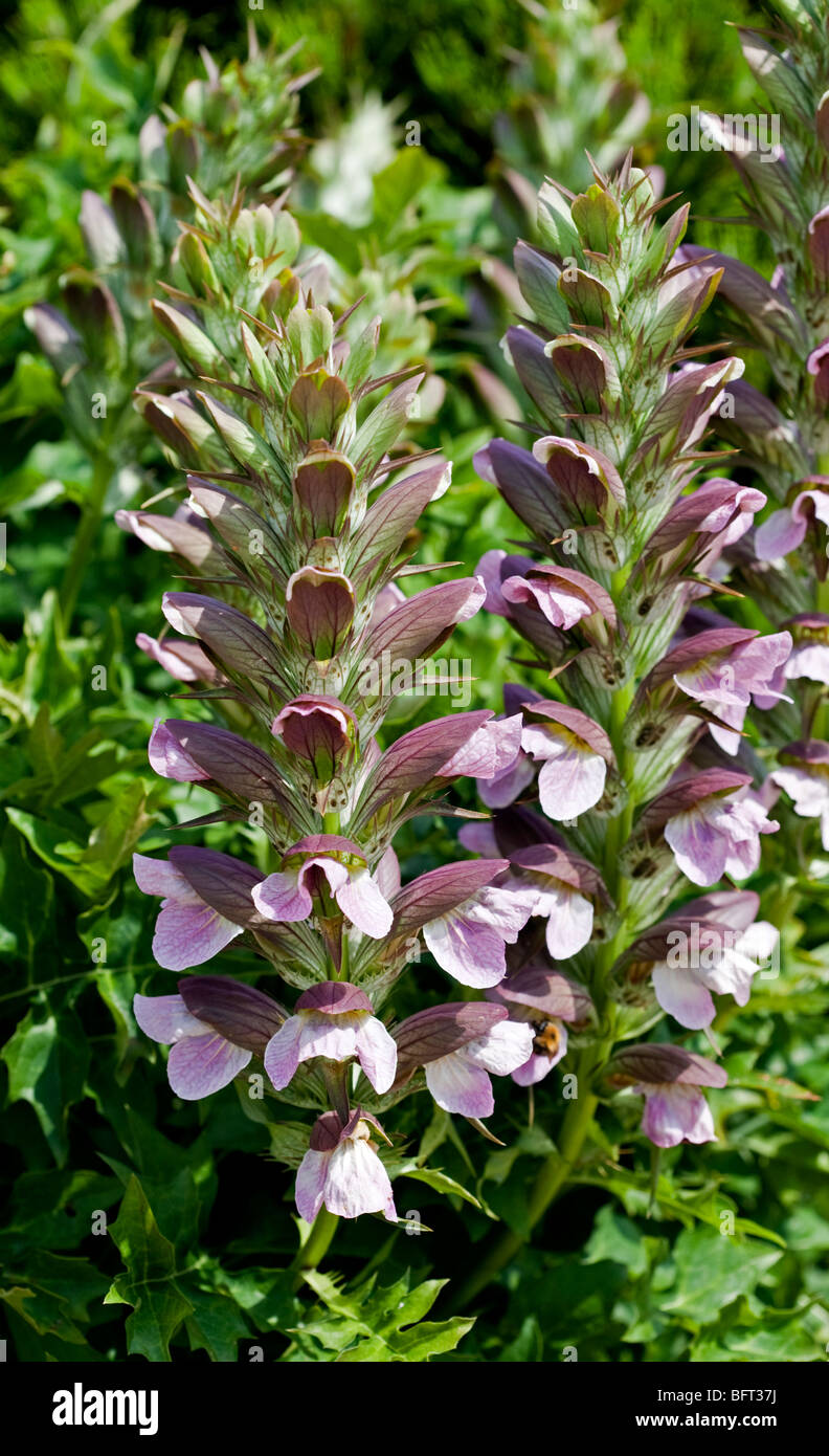 Acanthus Hungaricus (oyster plant) Stock Photo