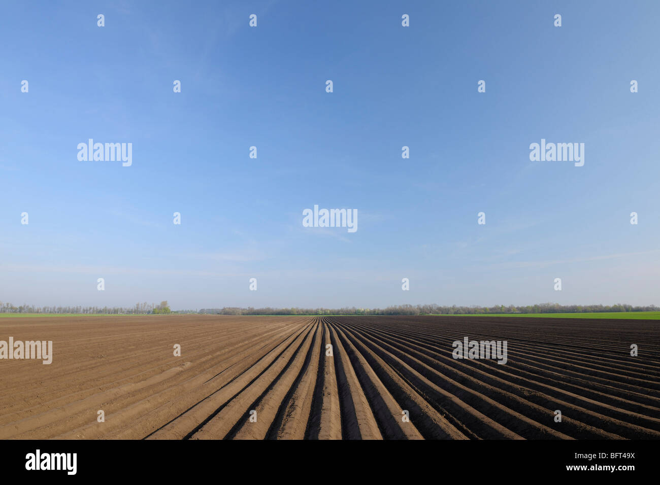Asparagus Field, Wallern im Burgenland, Burgenland, Austria Stock Photo
