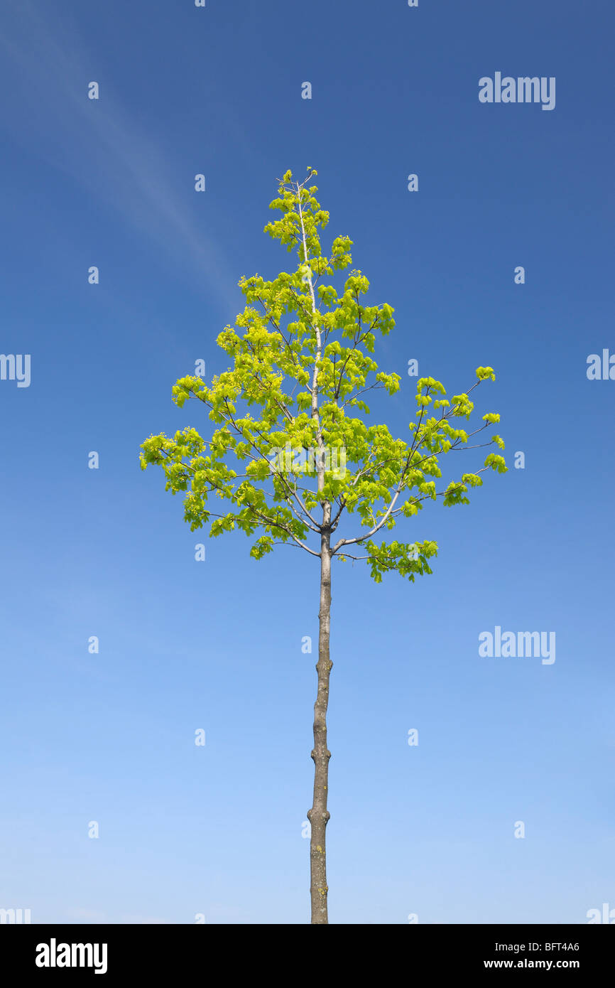 Maple Tree, Wallern, Burgenland, Austria Stock Photo