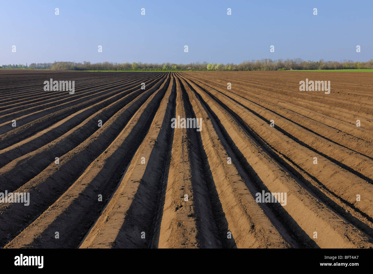 Asparagus Field, Wallern im Burgenland, Burgenland, Austria Stock Photo