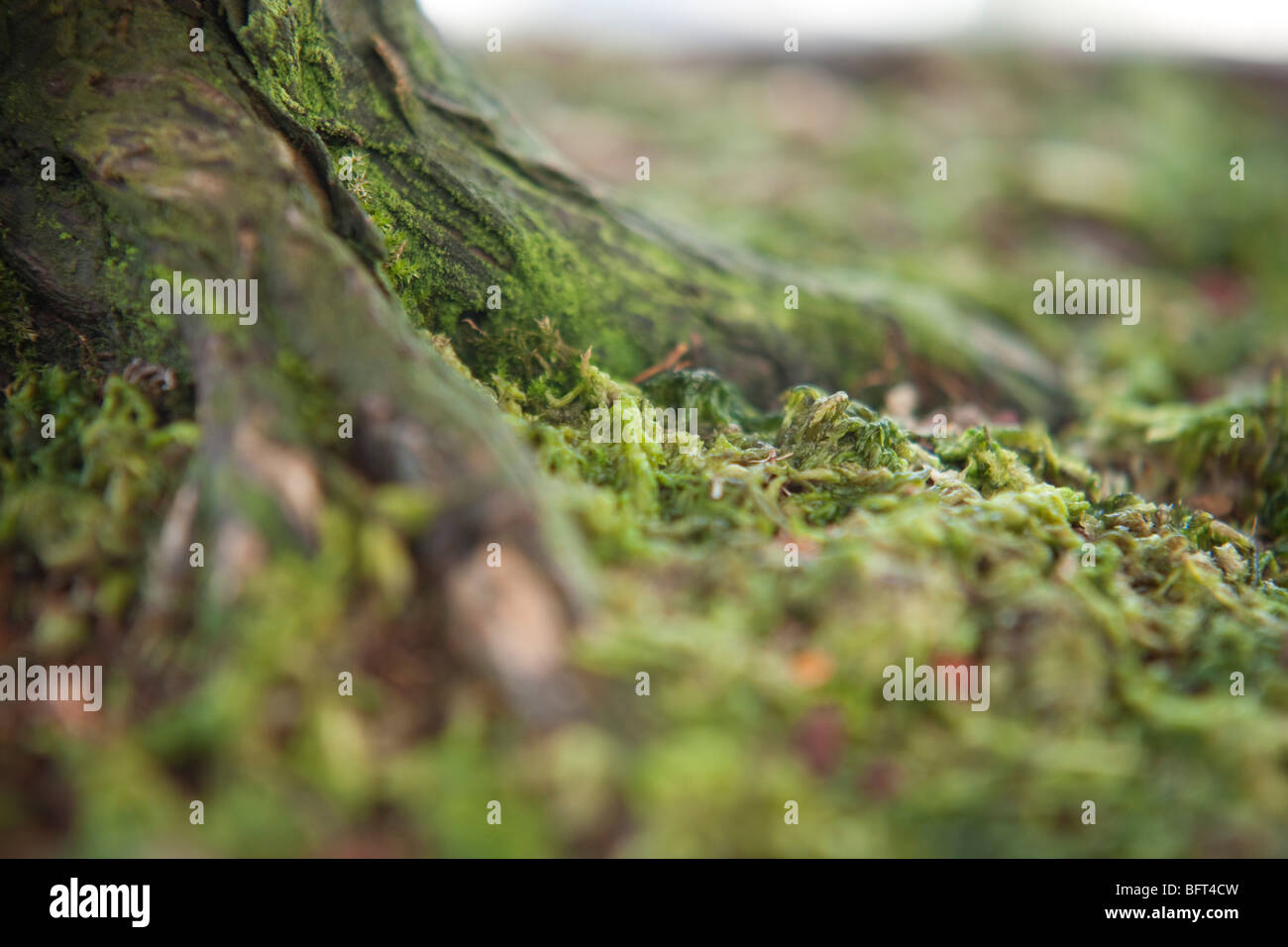Bonsai Tree Trunk and Moss, Brooklyn Botanical Gardens, New York City