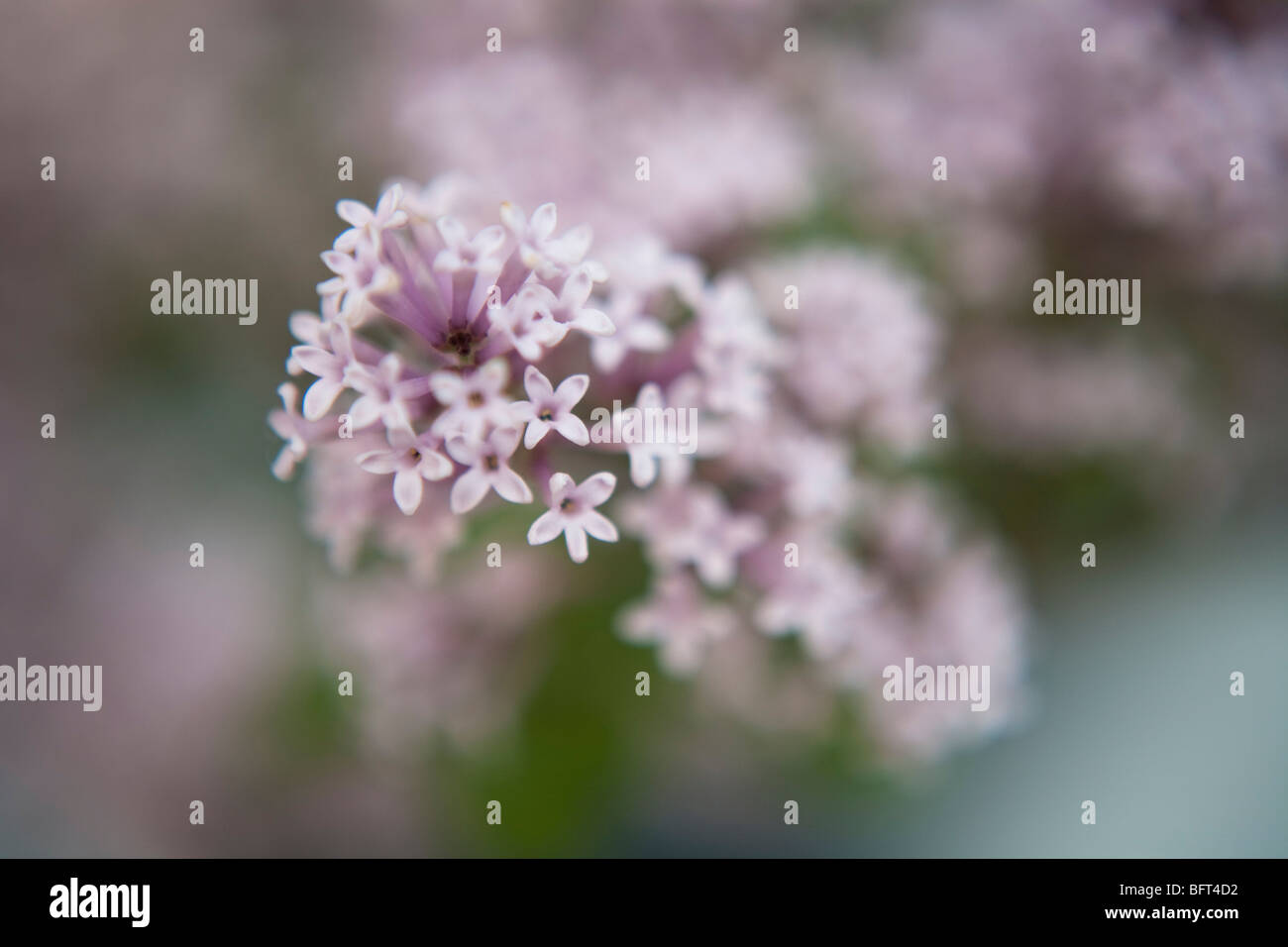 Bonsai Lilac Tree, Brooklyn Botanical Gardens, New York City, New York