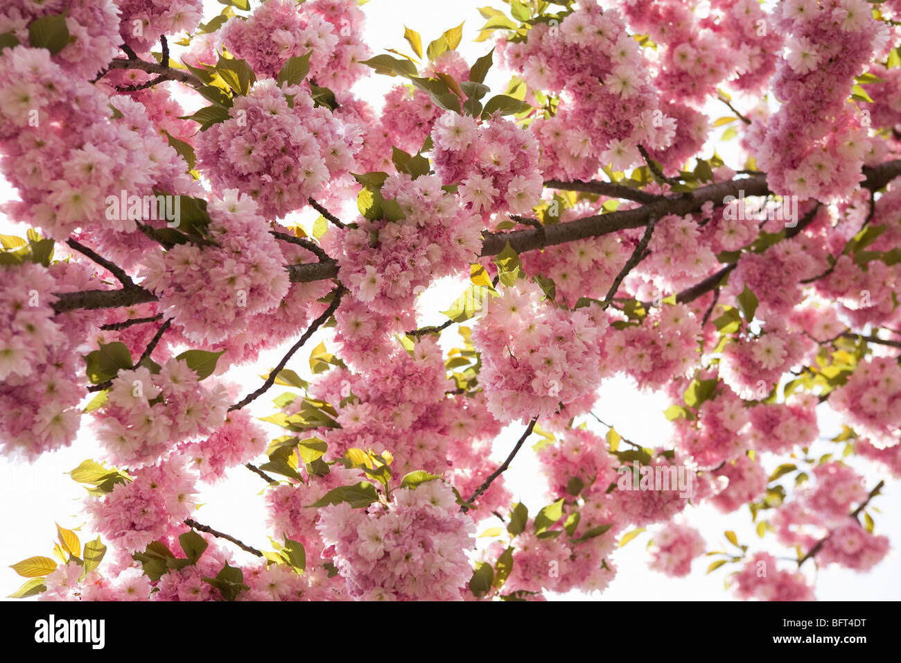 Cherry Blossom Tree, Brooklyn Botanical Gardens, New York City, New York, USA Stock Photo