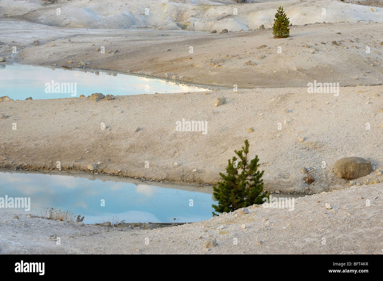 Porcelain Basin- Hot springs and pine trees, Yellowstone National Park, Wyoming, USA Stock Photo