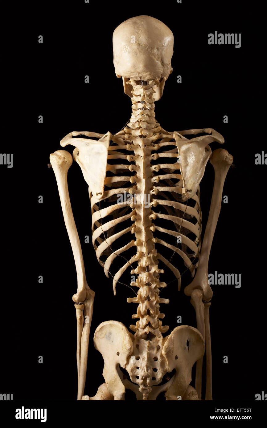 Human Skeleton Diagram Posterior View